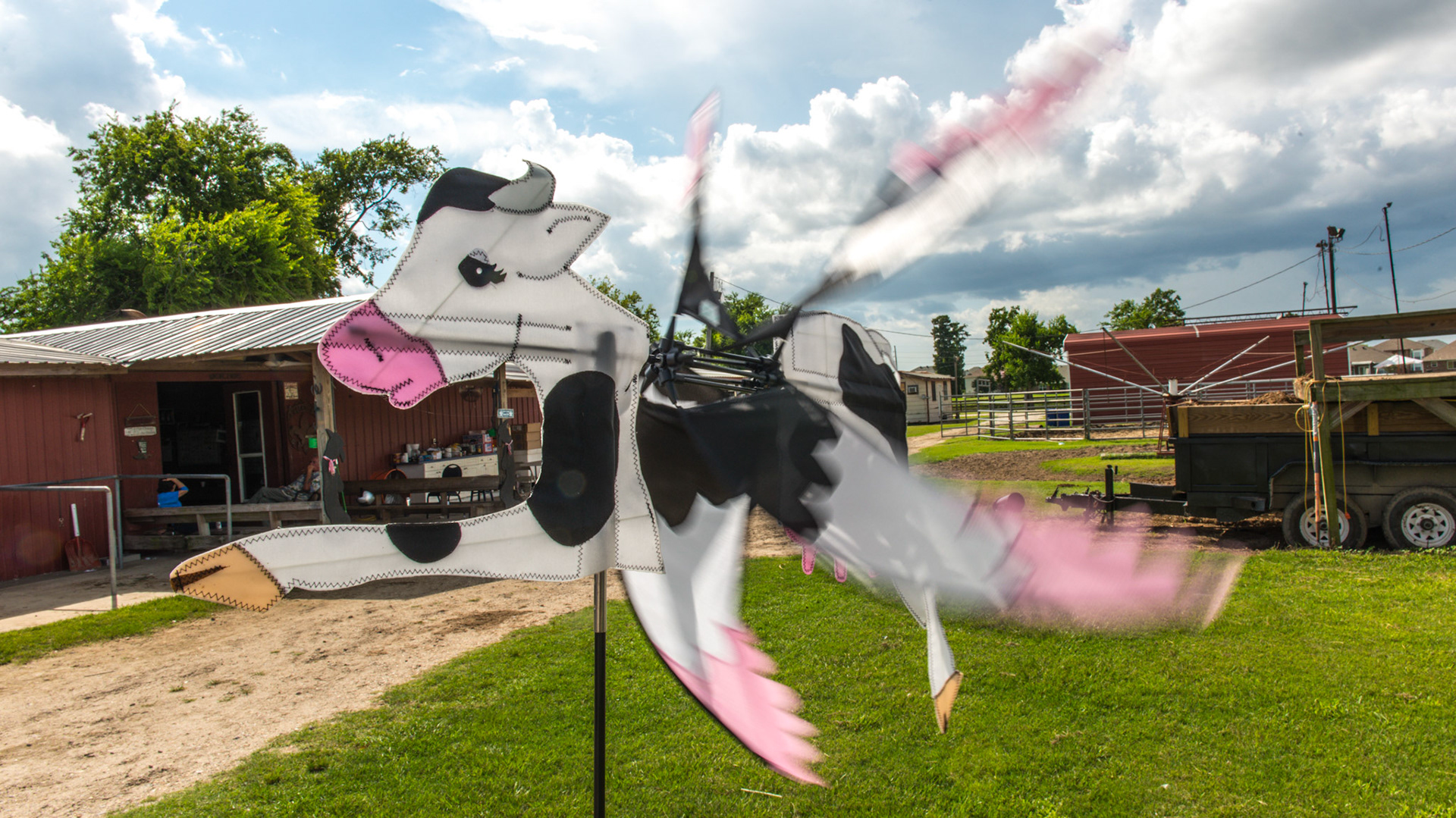 "Flying cow" with wings blurred by the wind