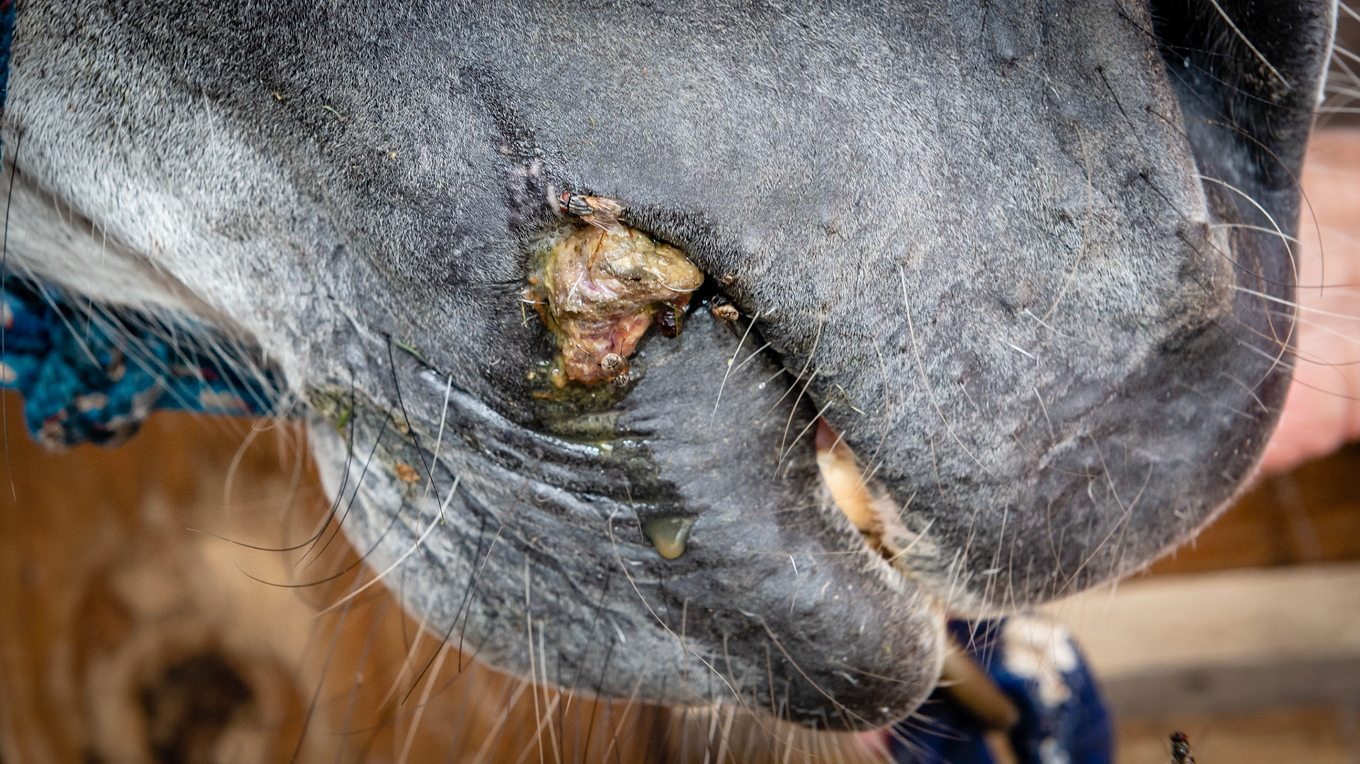 Lesion at corner of lip with necrotic debris. Very foul smelling. Debrided (removed the dead tissue) and antibiotics resolved.