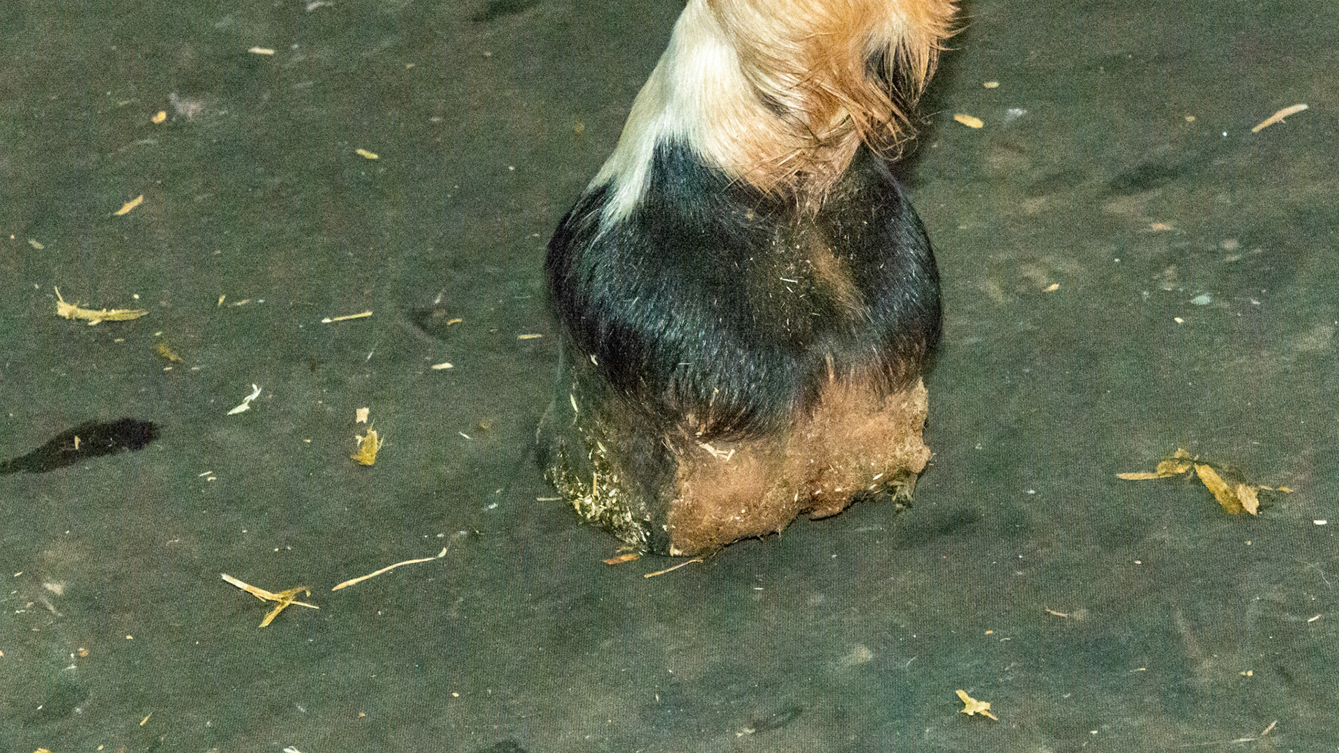 LF club foot in a 5 year old Appaloosa.  The heels are long from not being worn off.  The joint capsules of the pastern and coffin joints fuse into the club position and reducing the heel only leaves a gap rather than causing the heel to lower.  Hence this is a permanent condition when left untreated.