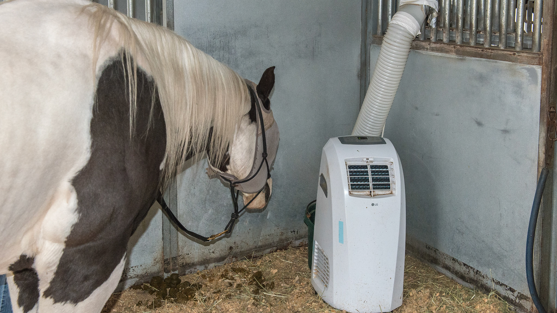 This non-sweating horse has an air conditioner installed in his stall.  The horse never touches the machine but appreciates the cool ait blown on him.  The heated exhaust air is vented to the outside of his stall.  This set up is located in south Florida where for unknown reasons, horses stop sweating.