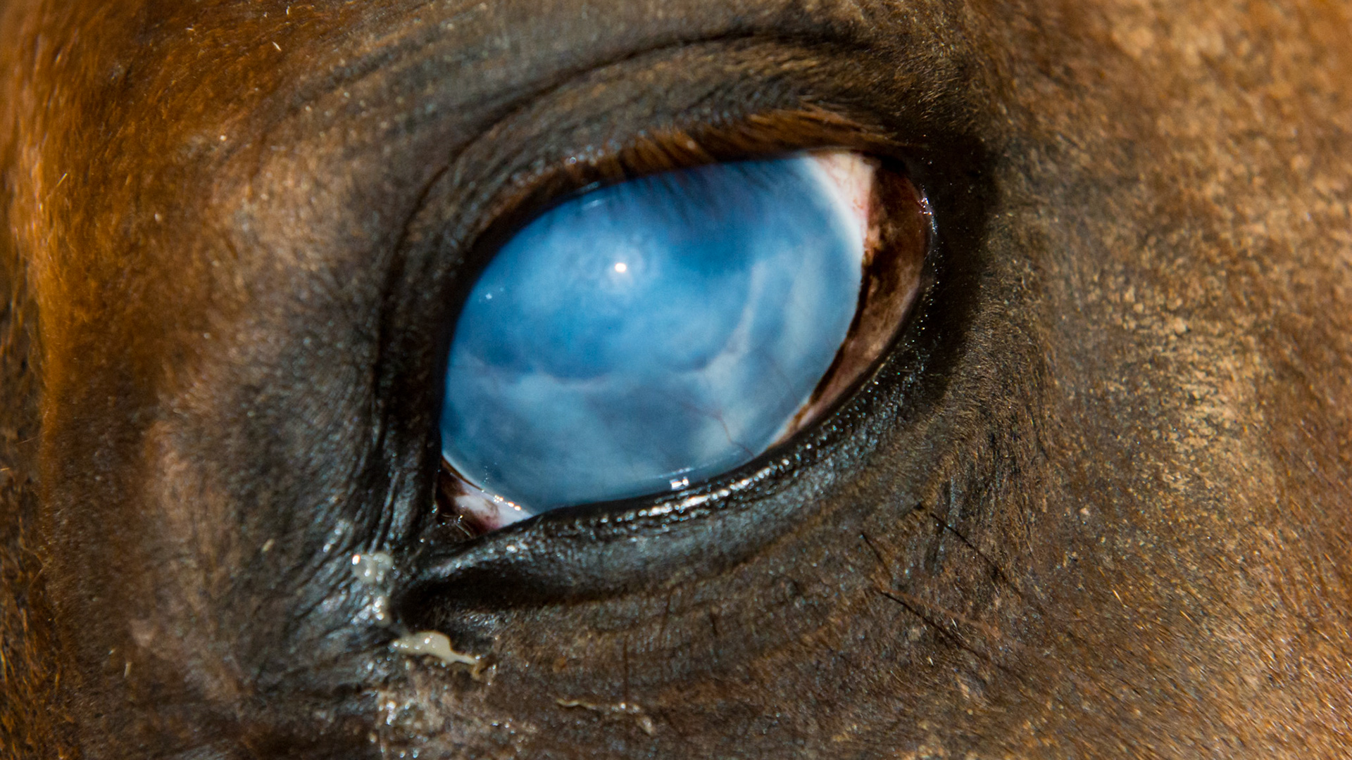 Horse A - Bilateral corneal opacity - The left eye.
