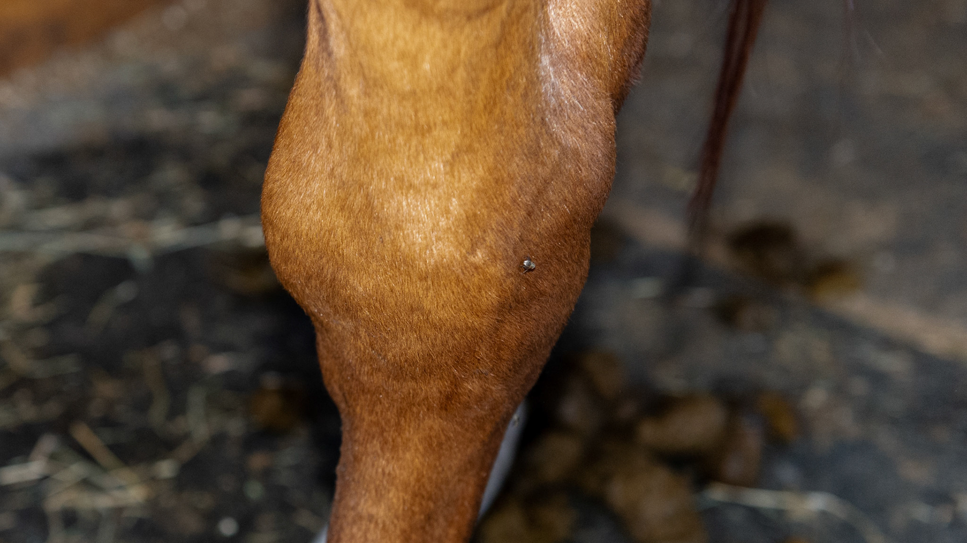 Bog spavin is the enlargement of the tarsometatarsal joint as seen in this large fluid filled swelling on the inside of this hock.  Also, there is a solid enlargement seen below the bog which is called a bone spavin caused by laying down of bone material on the joint, ankylosing it (fusing the joint naturally or surgically), freezing its movement and eliminating the pain.