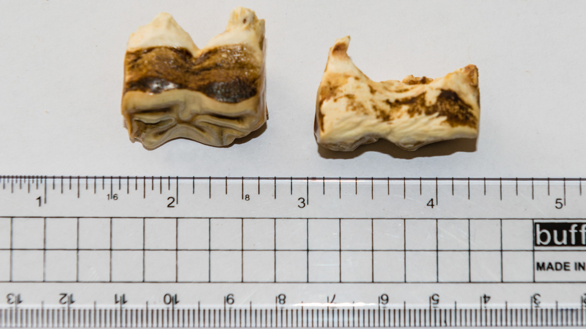 These cheek teeth caps are unusually thick and resisted shedding because their size wedged them inbetween the 2 neighboring teeth.