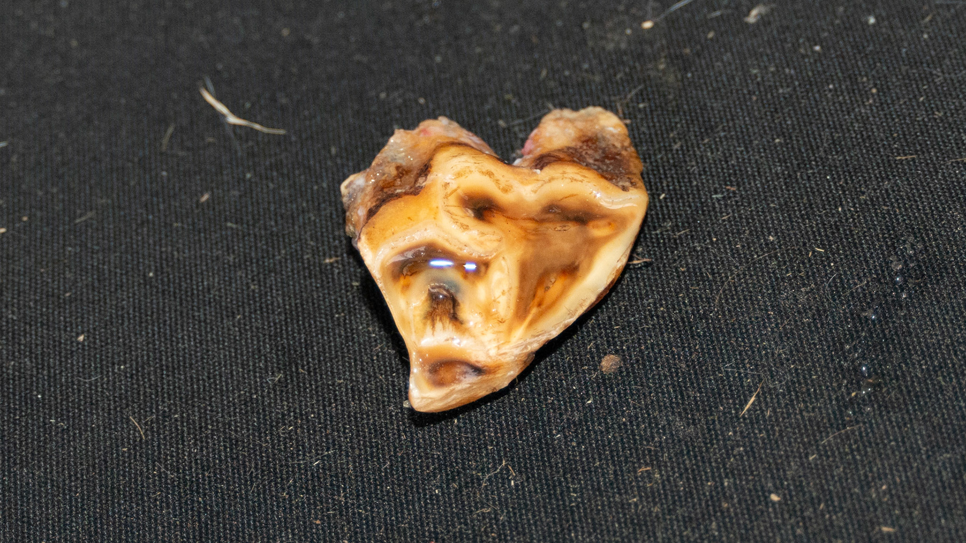 End stage, necrotic #206 in a 23 year old horse.