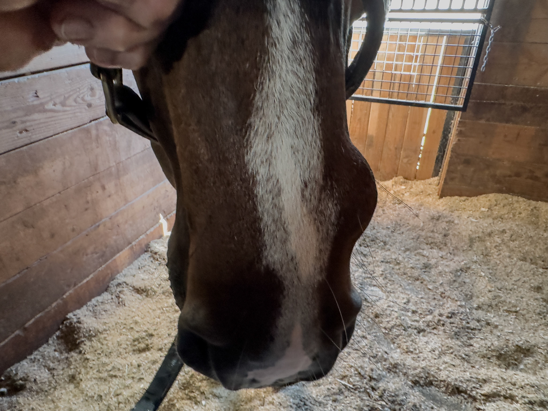 Epidermal inclusion cysts, also known as atheromas in horses, are painless masses usually found near the false nostril. This cyst developed about four years ago and has gradually enlarged. The owner monitors its progression since surgery could cause complications. The cyst doesn’t bother the horse.