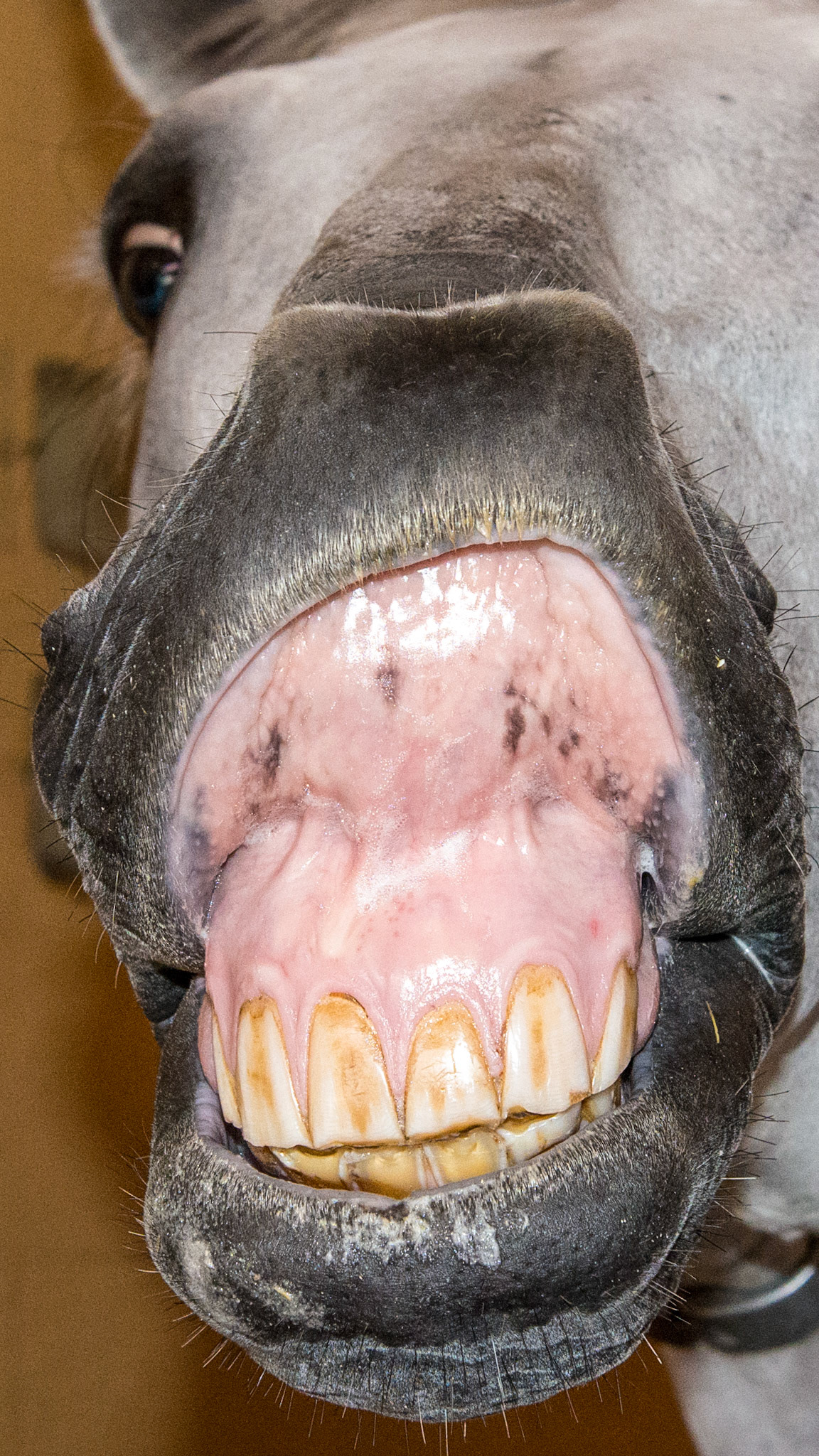 This cribbing horse has the damaged incisors and would constantly perform the Flehman lip curl every time the float blade was removed for rinsing.
