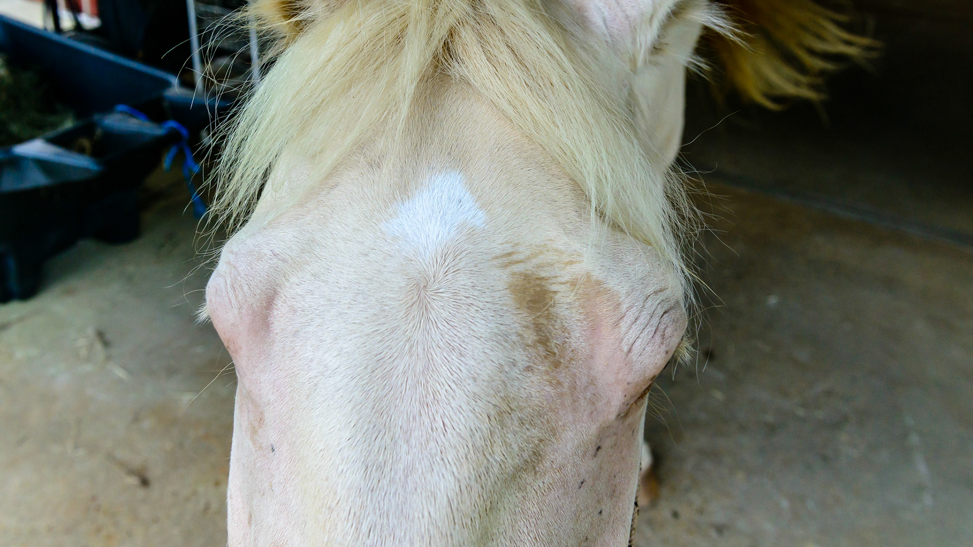 The cremello color is a dilution of the chestnut gene.  Notice the lack of dark mane, tail, and distal limbs consistent with a chestnut.