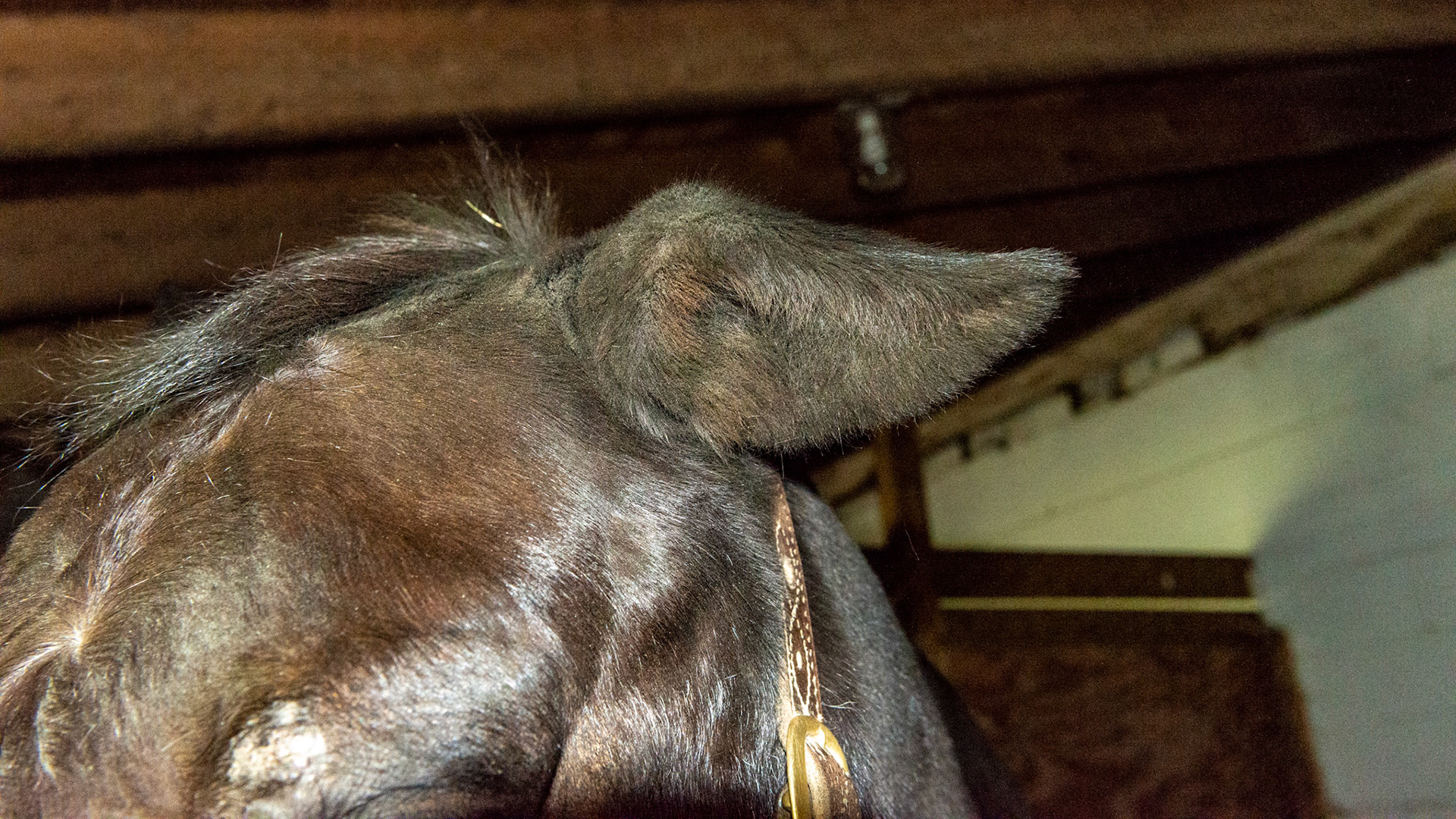 This horse had an abscess in the left ear about a year ago.  Unknown cause. After it drained and healed, the cartilage of the ear became deformed as seen here.  It still moves forward and backward.