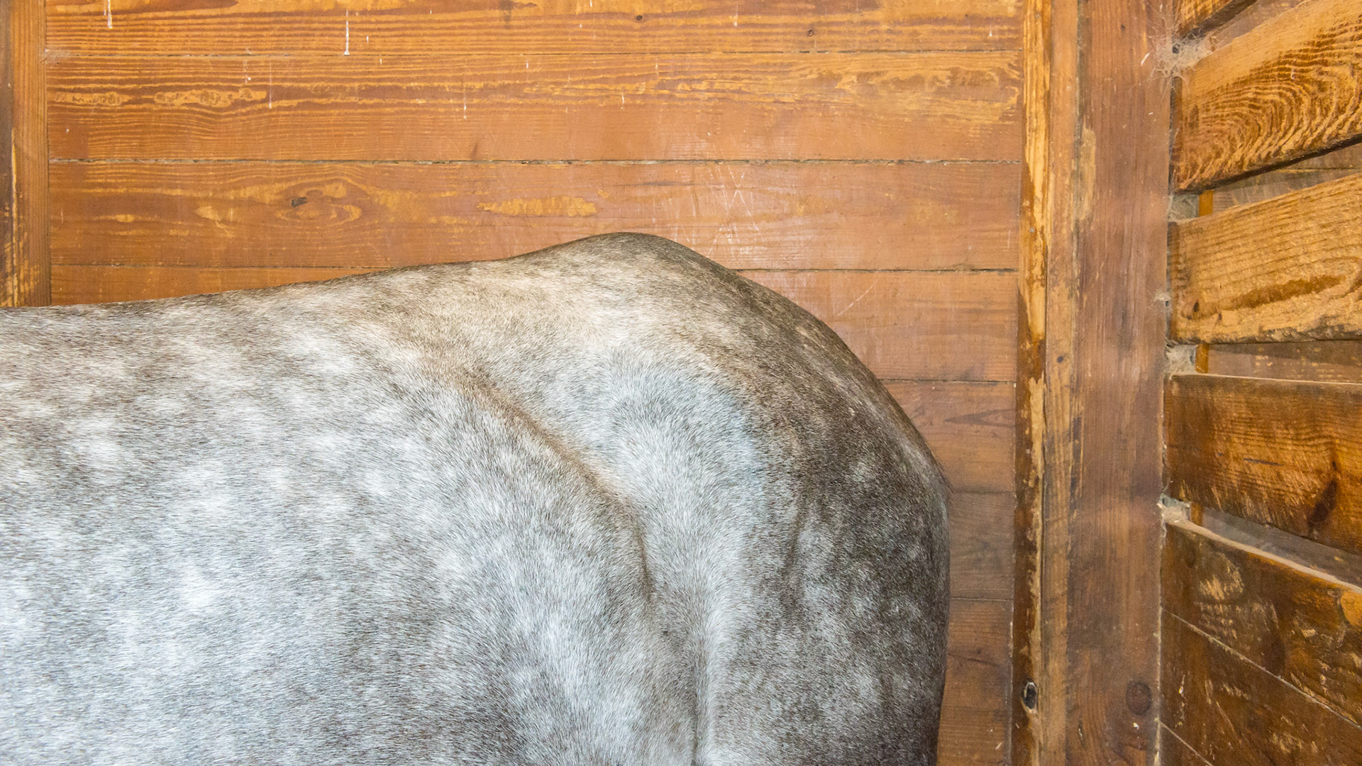 Sacro-iliac bump (also known as a hunter’s bump) in a 5 year old warmblood.  This gelding has just past a thorough pre-purchase exam and there was nothing found in the area to suggest a problem.  The big hips on this horse are more prominent because he is underweight (BCS 5) and has a parasite load (no fecal exam but ewe neck, low BCS, poor hair coat). Only time will tell if this will help the jumper to have the power needed to jump or will become a problem over time.  These bumps are often more visible when there is muscle loss in the area.  They are also often non-painful.