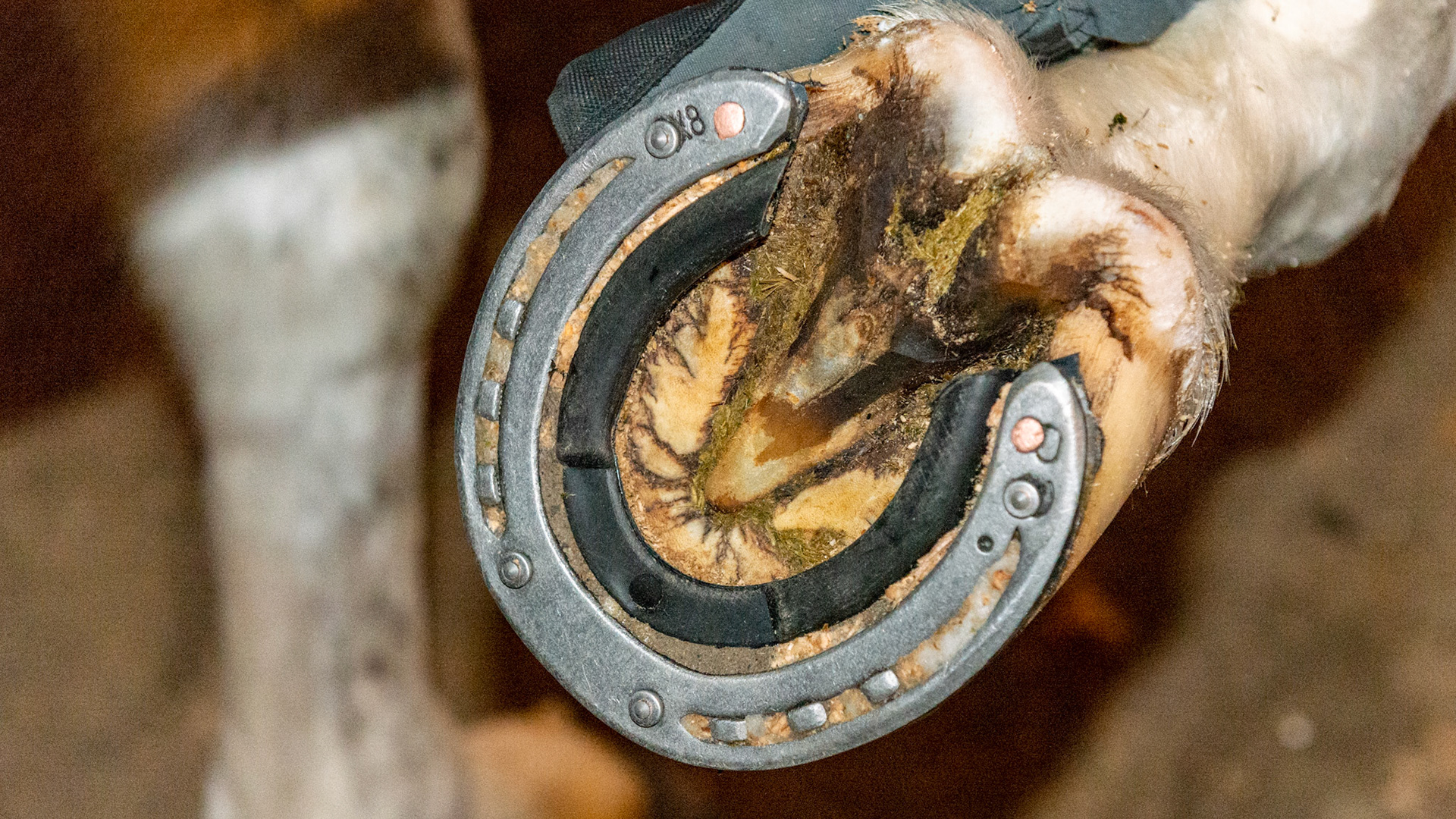 A winter shoe consisting of 4 Borium (a tungsten carbide material) in titanium studs and an inner rim of rubber tubing.  The Borium grips slippery ice as well as asphalt.  The rubber tube compresses with each step. When the hoof is lifted, the tube expands popping out the packed snow.