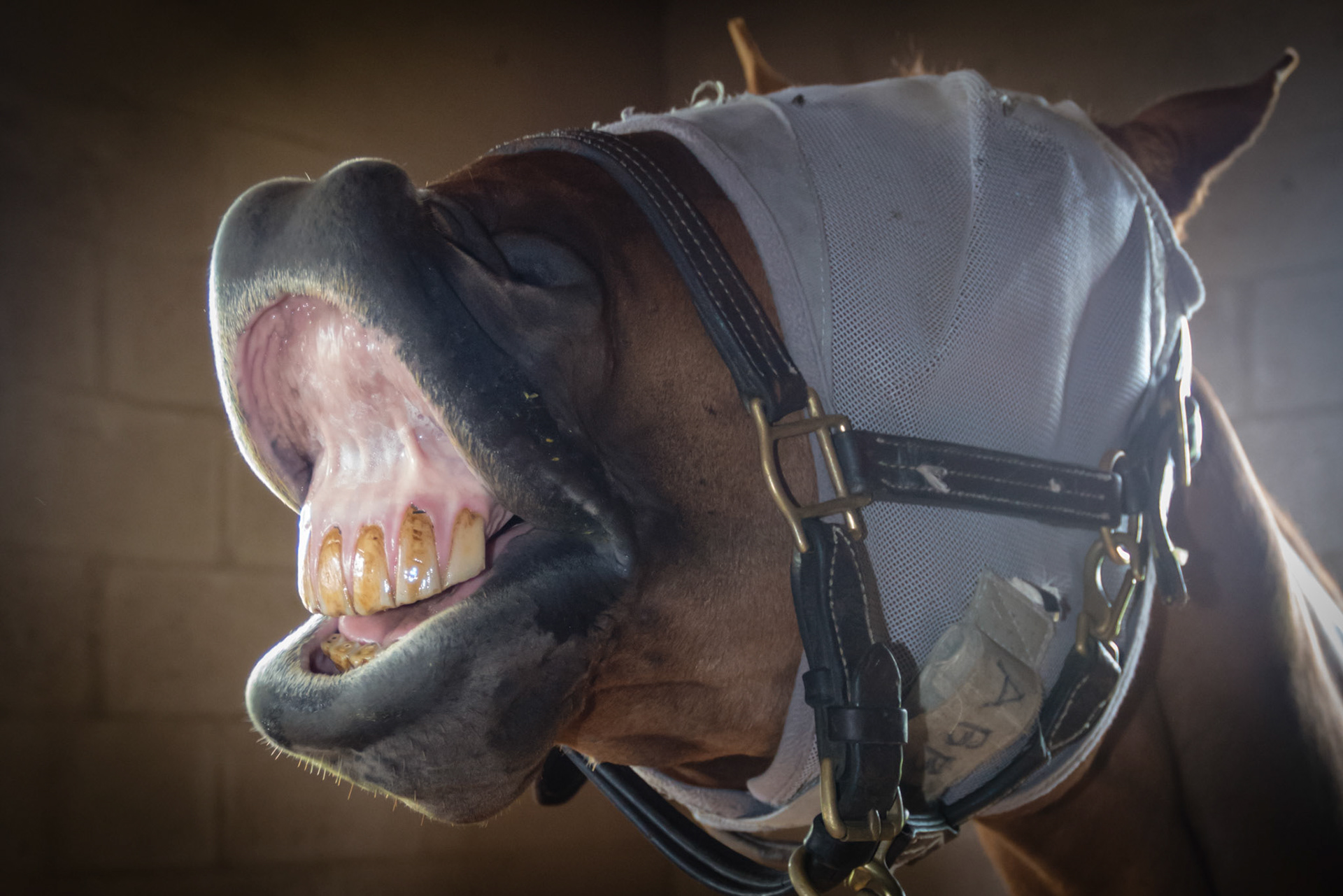 Flehmen lip curl response