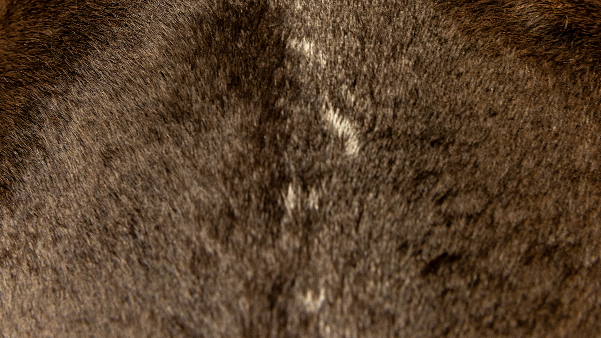 Saddle damage seen as white hairs along the spine and a firm, non painful lump on the left side.