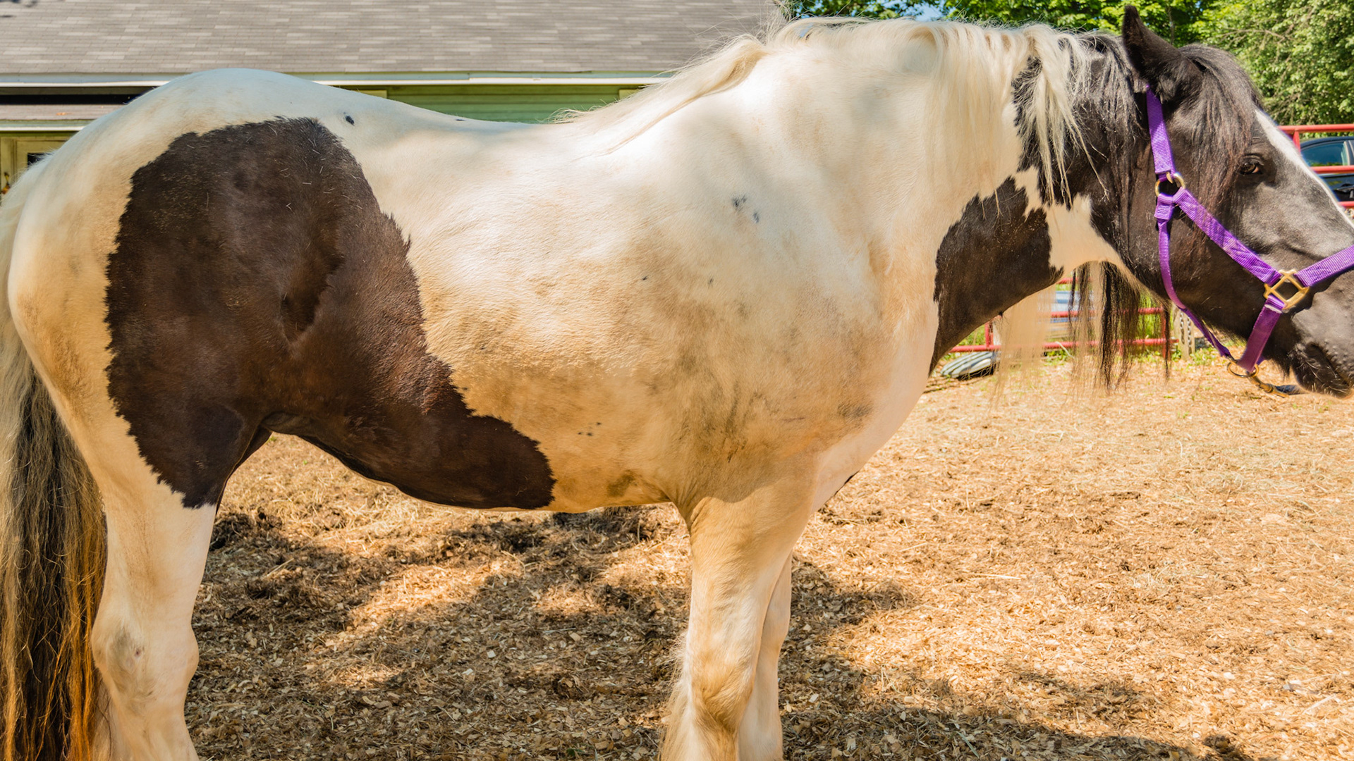 5 yr Gypsy Vanner, Piebald Tobiano. Horse A - BCS 8 - Fat ~ Discernible crease down spine and ribs difficult to feel.  The neck is large for the horse. Fat is deposited on the tail head, withers, shoulders, neck, inner thighs.