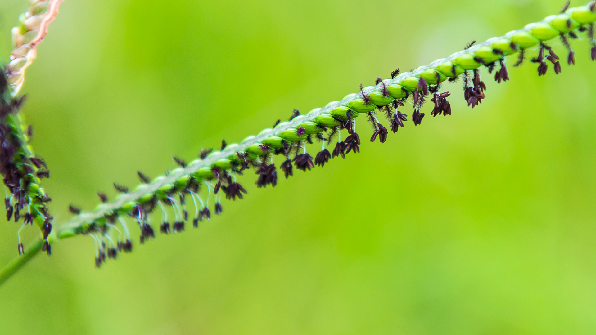 Bahia grass seed head showing both male and female parts. Horses and other animals (the owner said turkeys love these seeds) suck off the seeds. Some horses have foundered on these.