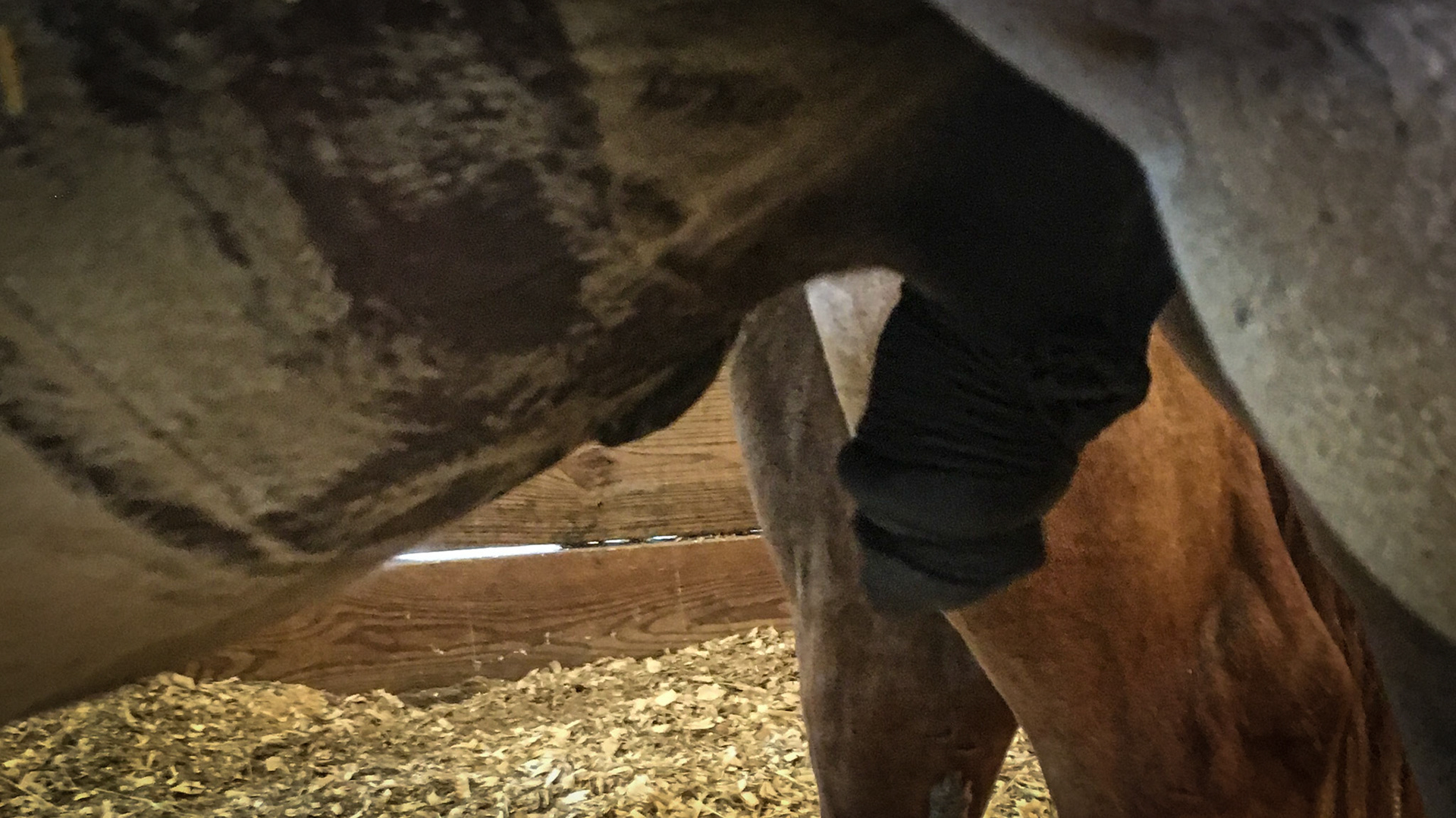 Foal A - This is 6 days after the first wrap and you can see the reduction in the size of the hernia.  The hernia was gone after about 2 weeks of wrapping.