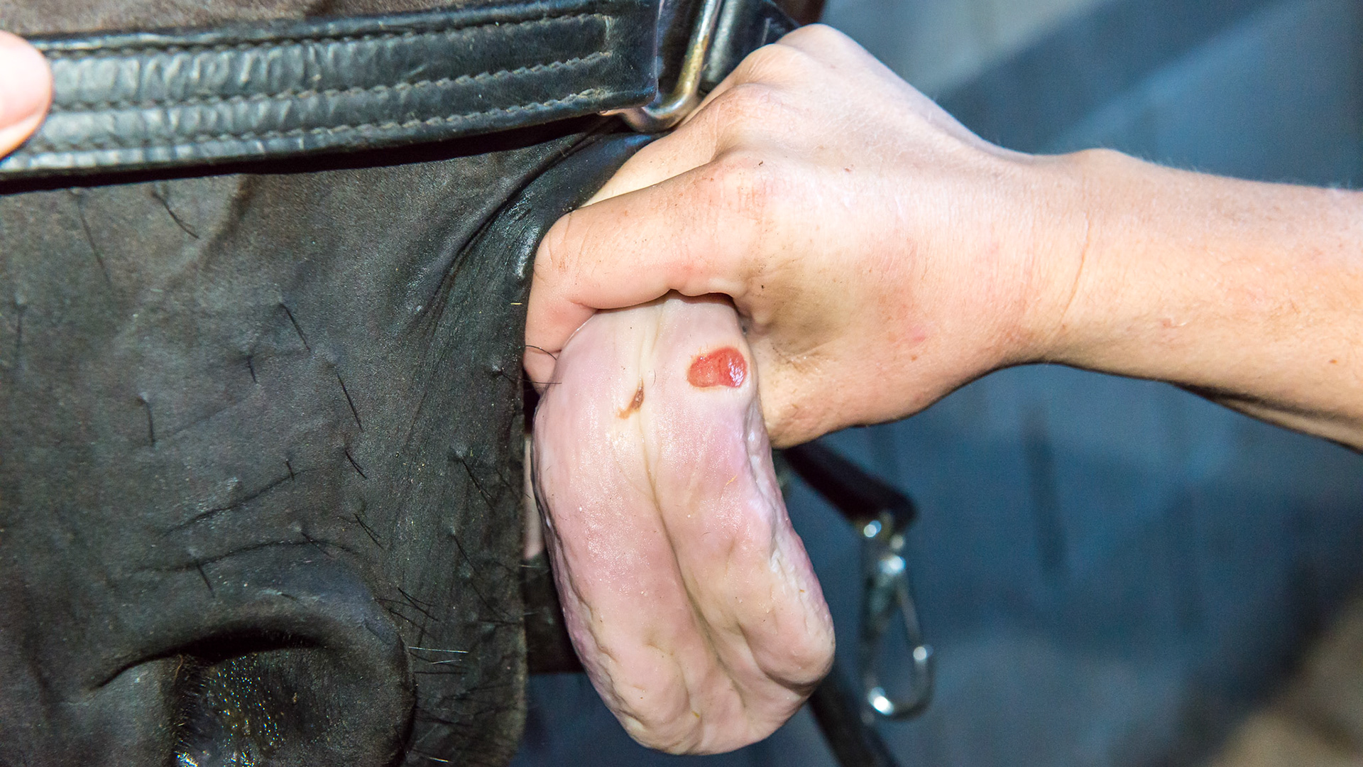 Large ulceration on the tongue along with a smaller cut. The underside of the tongue also has an abrasion.  These marks are consistent with a horse that bit his tongue accidentally.  This can happen when they are surprised while the tongue is out between the incisors.