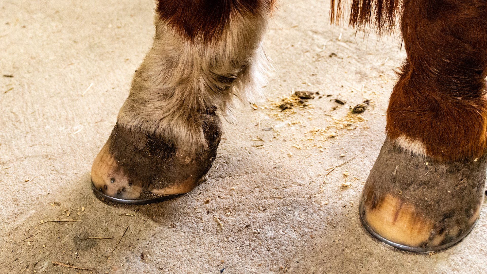 23 year old QH injured as a foal (unknown cause and treatment). Sound with shoeing.