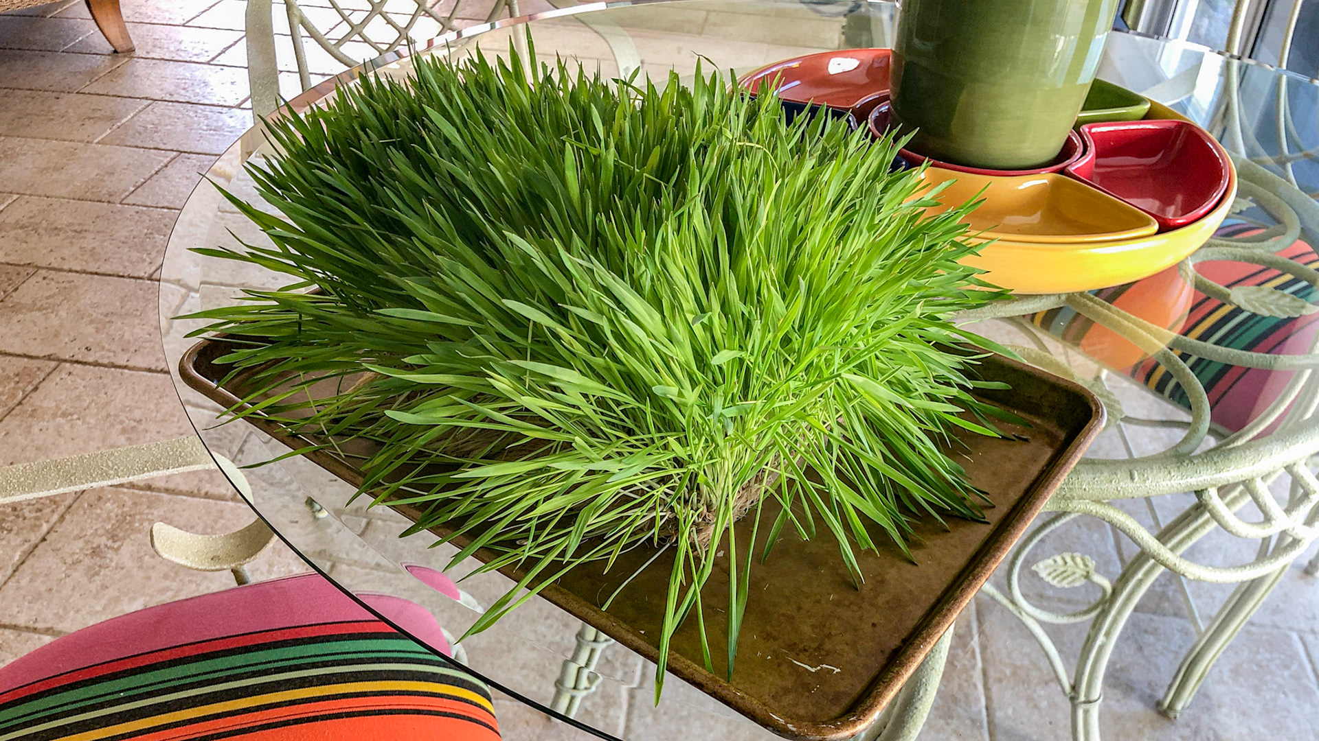 Hydroponically grown barley grass.