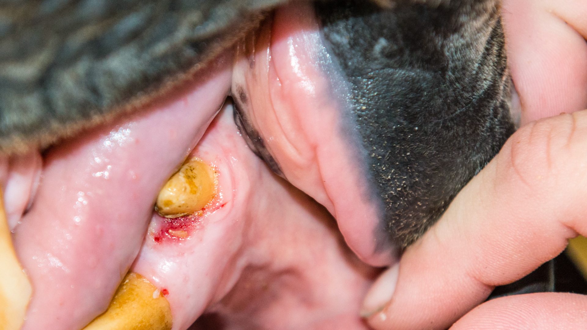 A tooth fragment rostral to 304 with gum irritation. Found when filing the canines.