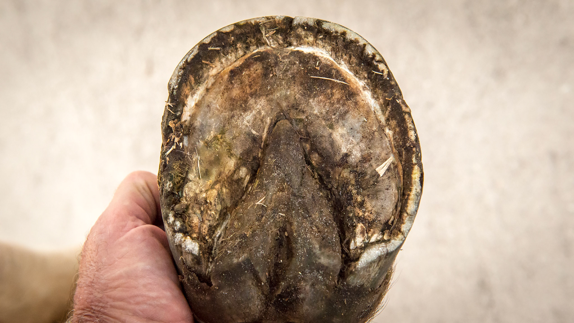 Horse B - the RLF clearly showing the more worn and broken wall of the inside of this hoof (on the left side of this image).  Dividing the hoof with a line through the frog from the toe to the heel, the medial side (on the left) is more narrow than lateral side. The medial heel has worn more than the lateral heel but both show how they are coming under the hoof.  The frog is twisted in shape indicating that there is also a rotational deviation when this limb lands on the ground.