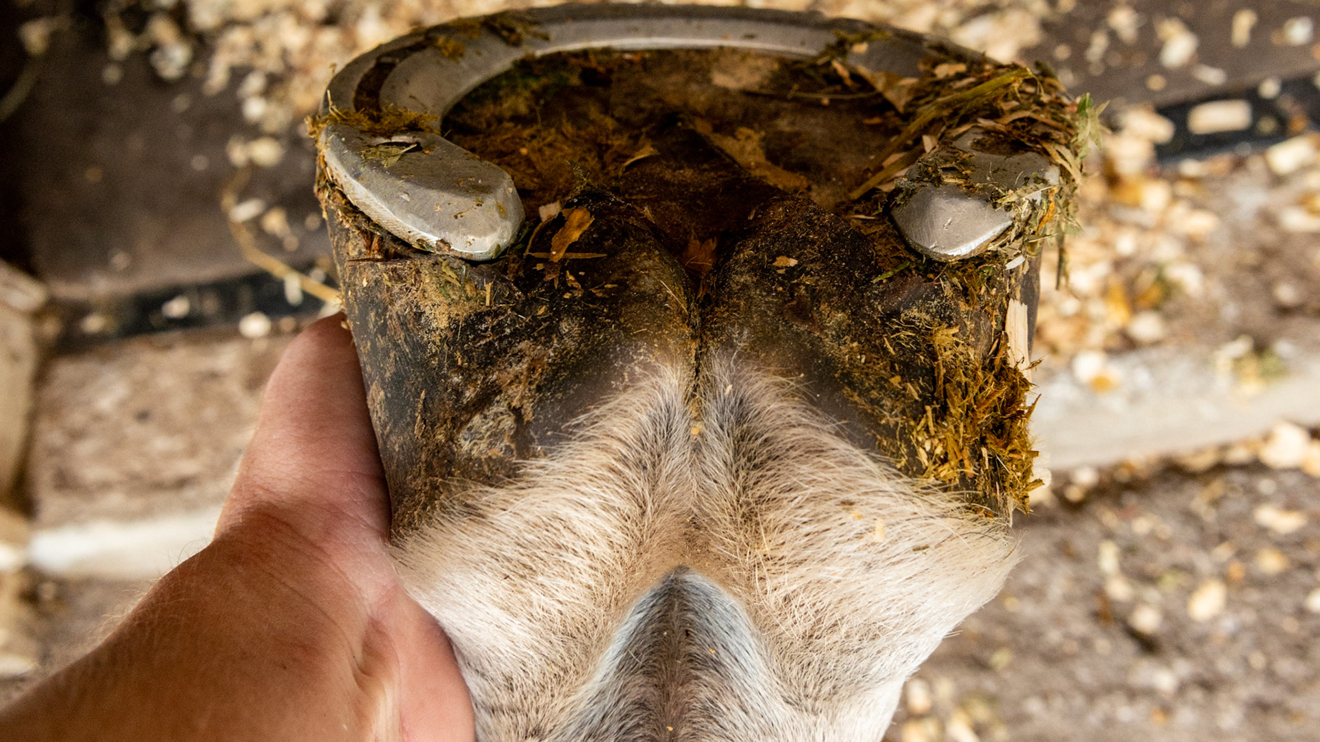 Horse B - One horse with 2 completely different front hooves. This is the left hoof that appears more normal with a balanced shape and even coronary band, however, the hoof pastern axis is slightly broken and the heels are underslung (not seen in this image).