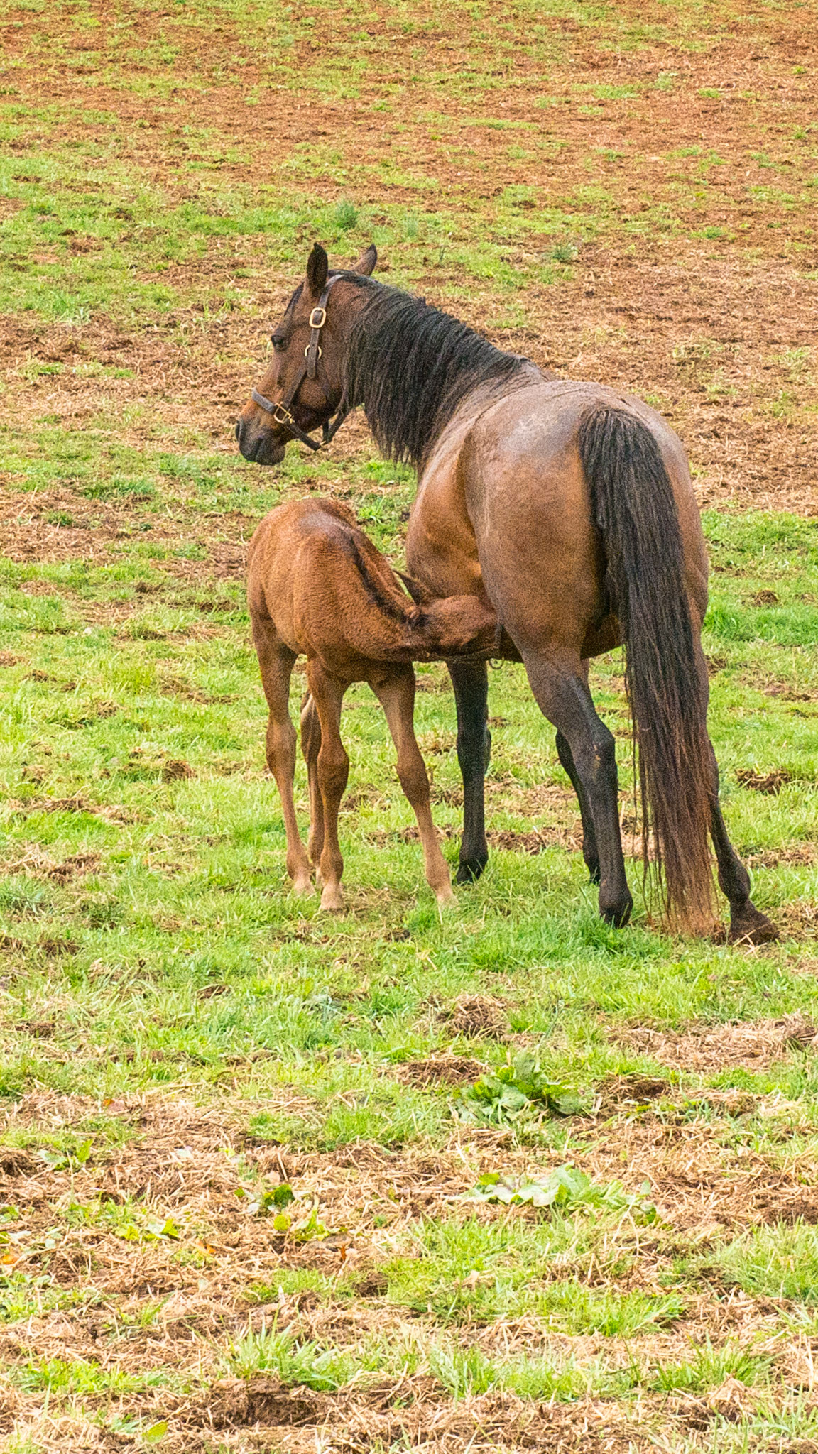 Foal nursing - note the mare has the opposite hoof resting which naturally presents the teat towards the foal.
