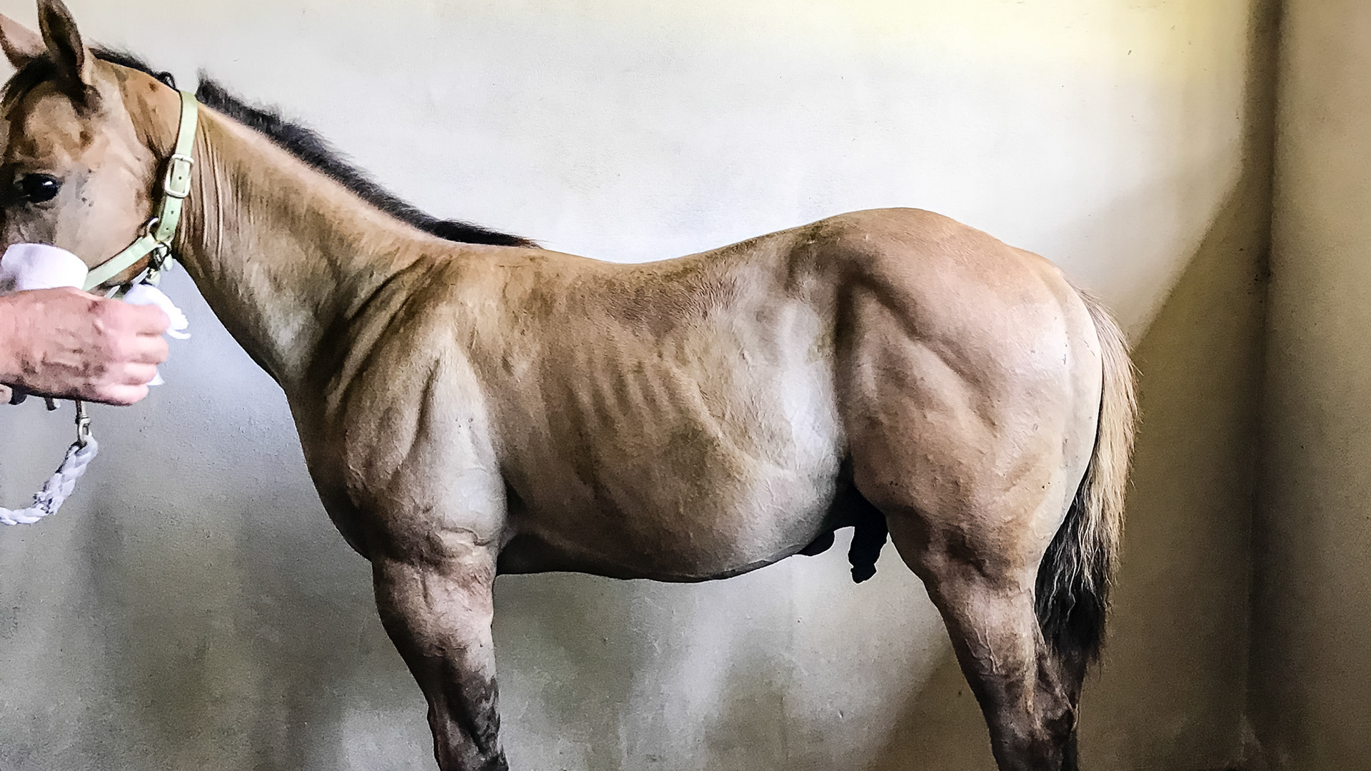 Foal A - Umbilical hernia before wrapping. It is almost 2 fingers in diameter which is a relative way of measuring.  The finger tips are pressed into the mass until the hole in the abdominal muscle is felt and then measured by the number of finger tips that can be inserted.