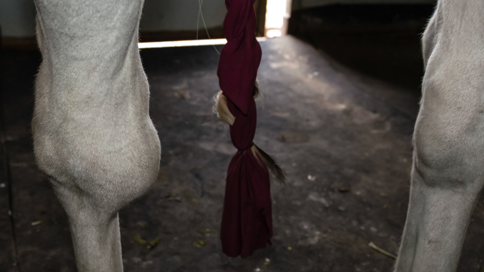 Bog spavin and bowed hind limbs