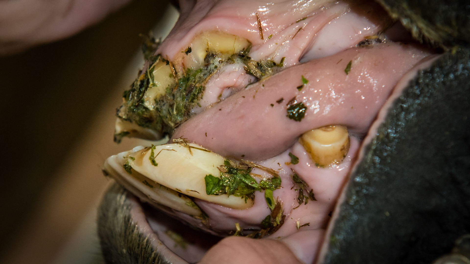 An old horse with unusual wearing of the upper incisors. The horse does not exhibit any oral vices, however, the movement of his tongue was rapid like a snake, curling upwards, and alternated from one side to the other suggesting this was caused by unusual tongue movement. Also notice that there is no mirror image of the lower incisors over erupting into the lost upper corner incisors. This illustrates that the tongue is the primary shaper of the soft enamel of the incisors.