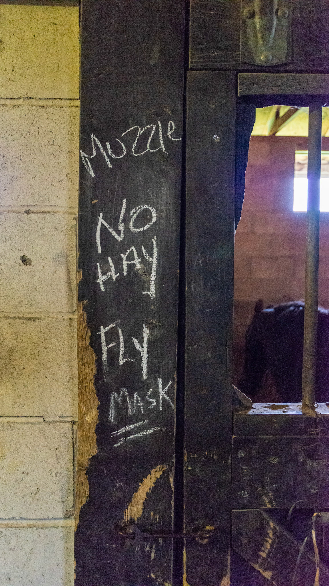 "No hay" "Muzzle" - BCS of 7 after winter with half of the teeth worn to the gum and quidding hay and some grass.