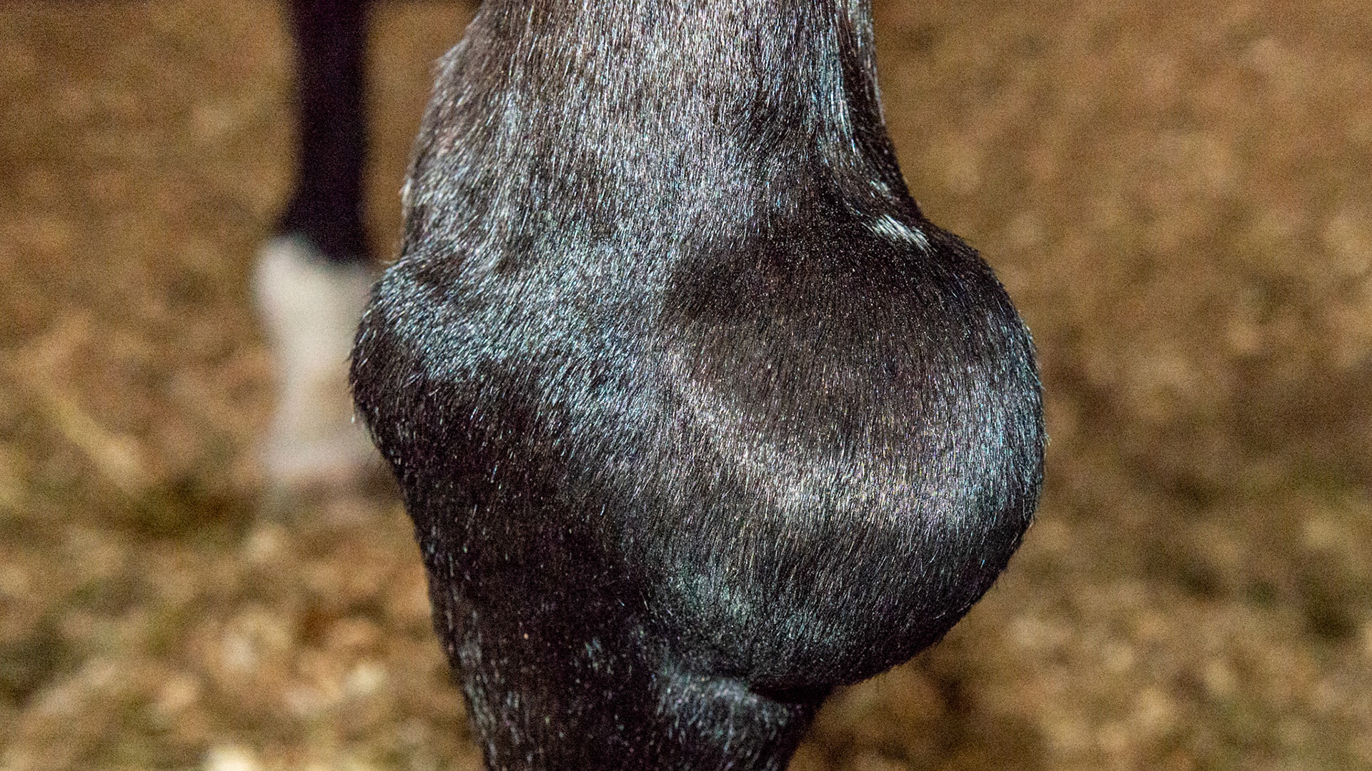 Chronic filling of the carpus in a 27 year old. This had been drained several times over his life. Now it is hard yet the horse is not lame but has a decreased range of motion. In fact, he still gives dressage demonstrations.
