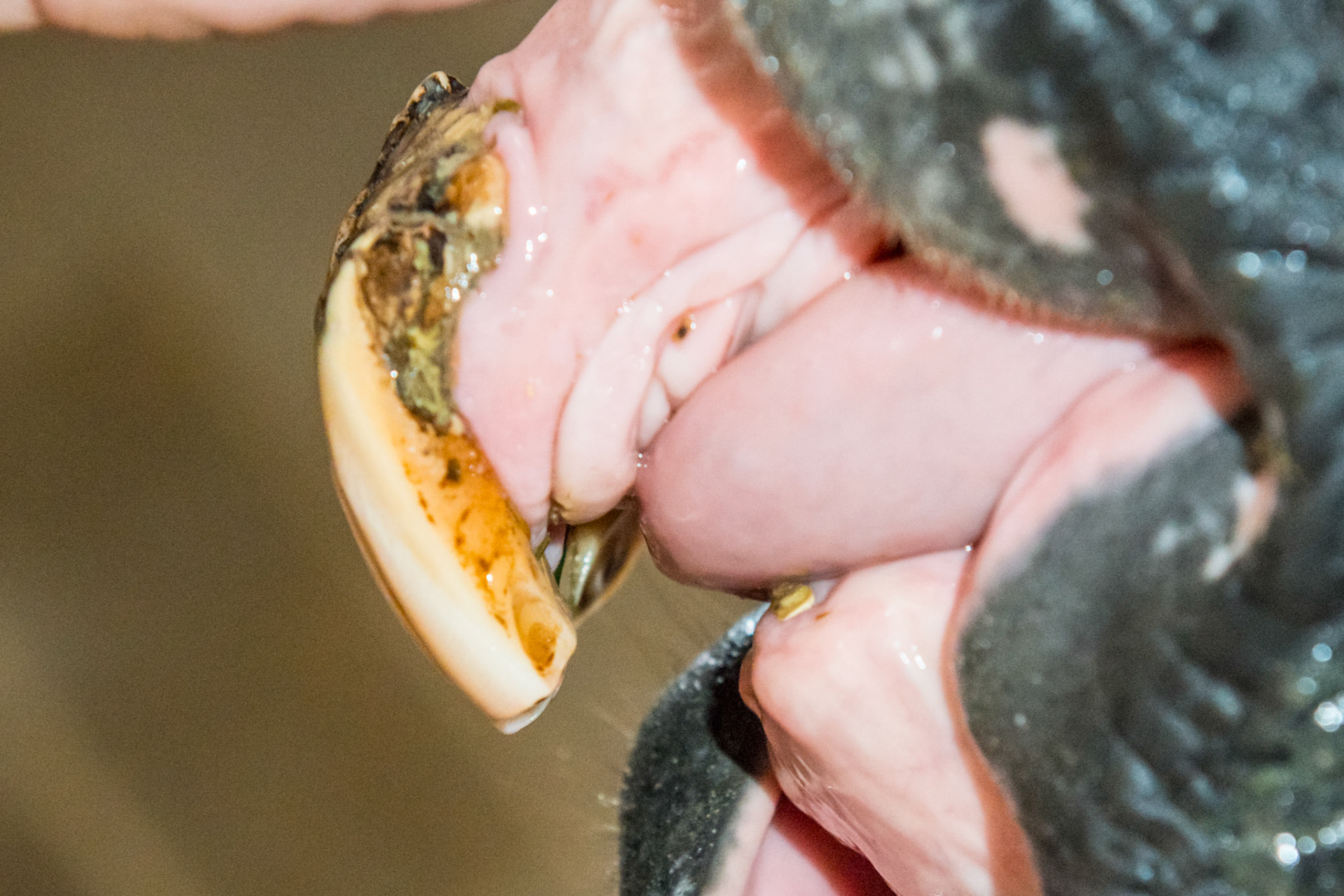 23yr - EOTRH - This horse had all his lower incisors and the start of EOTRH in 2010