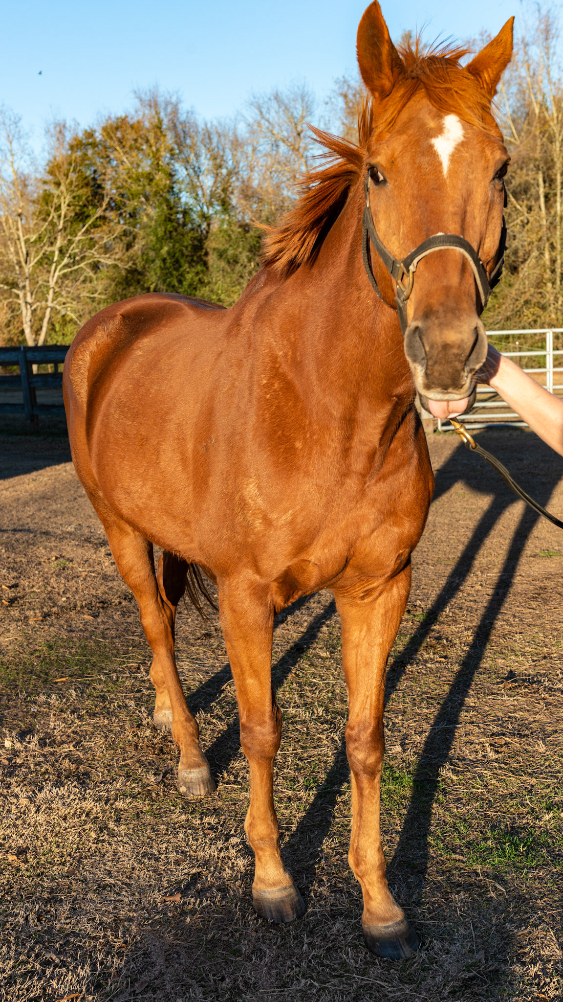 ETORH horse 5 - 1 year after extractions - BCS is a 6. Gums are very healthy. Remaining 403 is solid and non-painful.Notice the tongue hangs out of the mouth because there are no incisors to keep it in.  It is this pressure that forces the incisors of older horses to move out and to become long in the tooth.