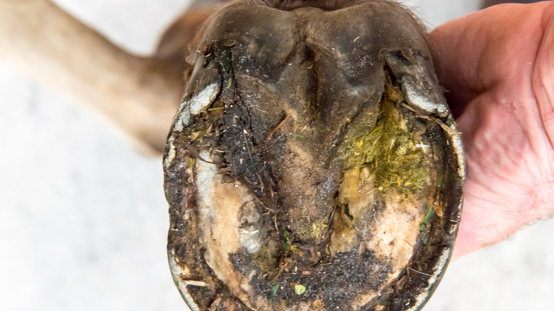 Horse J -  the RF hoof also showing the vertical medial wall and the higher medial heel away from my hand as well as the broken hoof wall from the increased downward load of the horse.  The sole is not divided equally but the medial side has less area than the lateral when a line is drawn from the toe to the point of the frog.