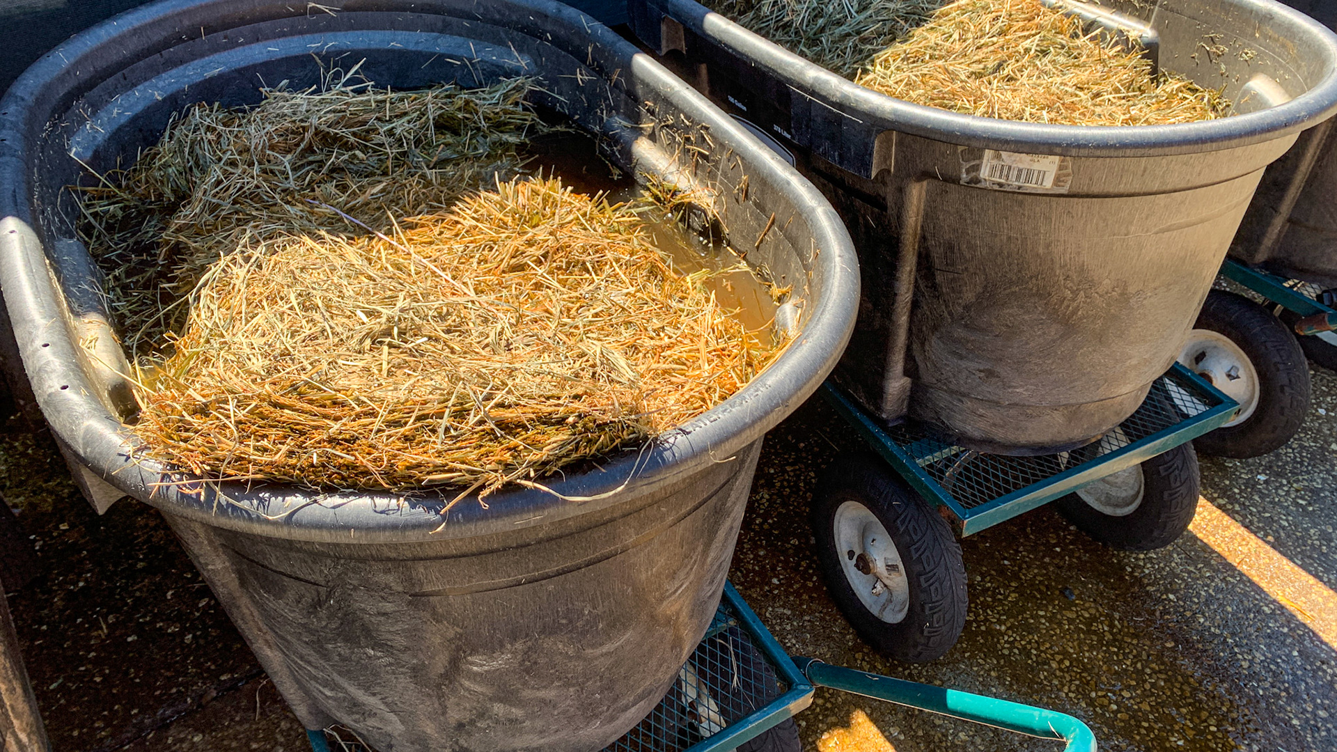 Plastic water troughs are used here to soak the hay.  The water is drained using the drain plug at the bottom.  Placing these tubs on a sturdy flat wagon makes distributing the wet hay very easy.