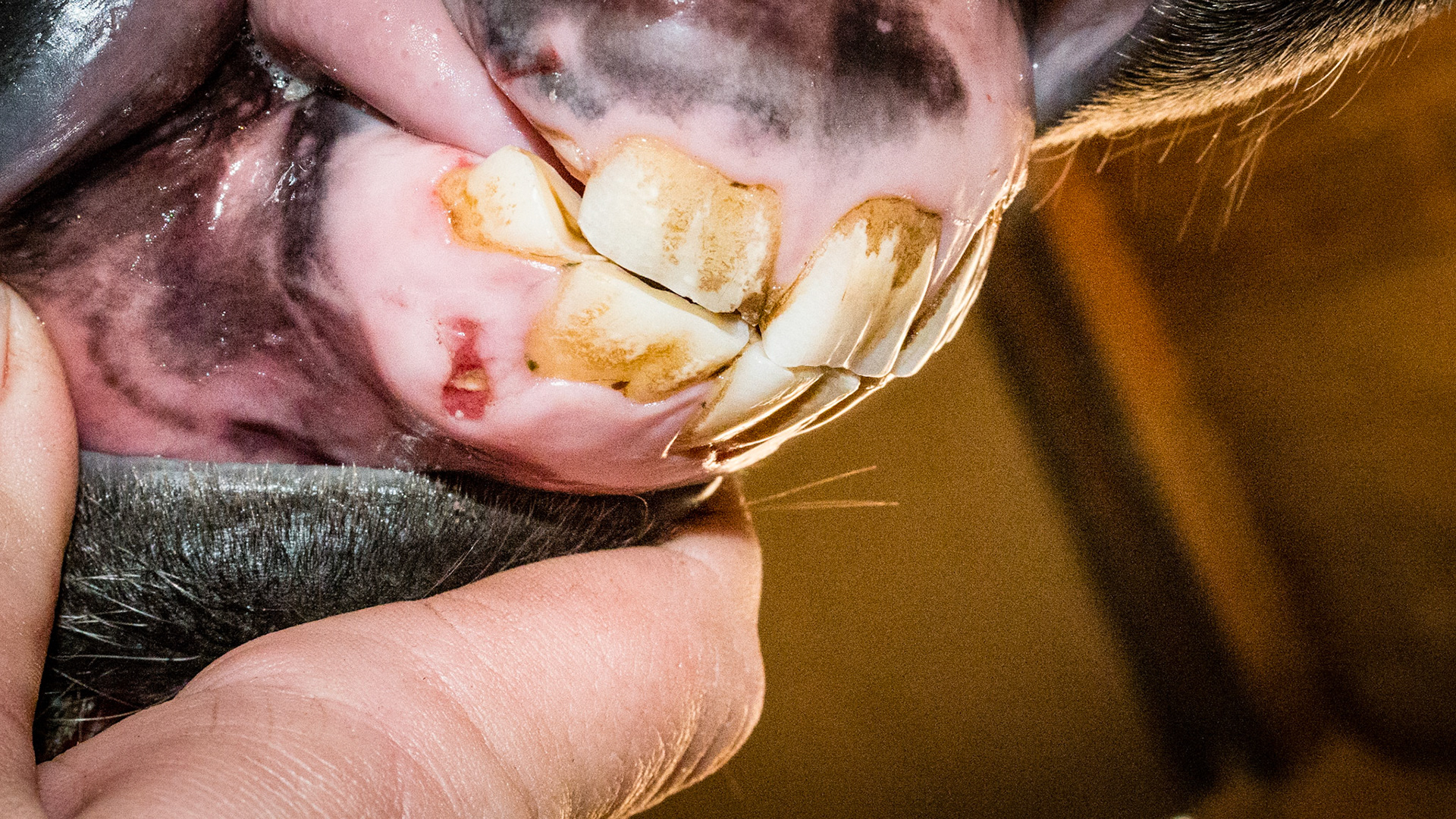 Incisor cap remnant horse 2