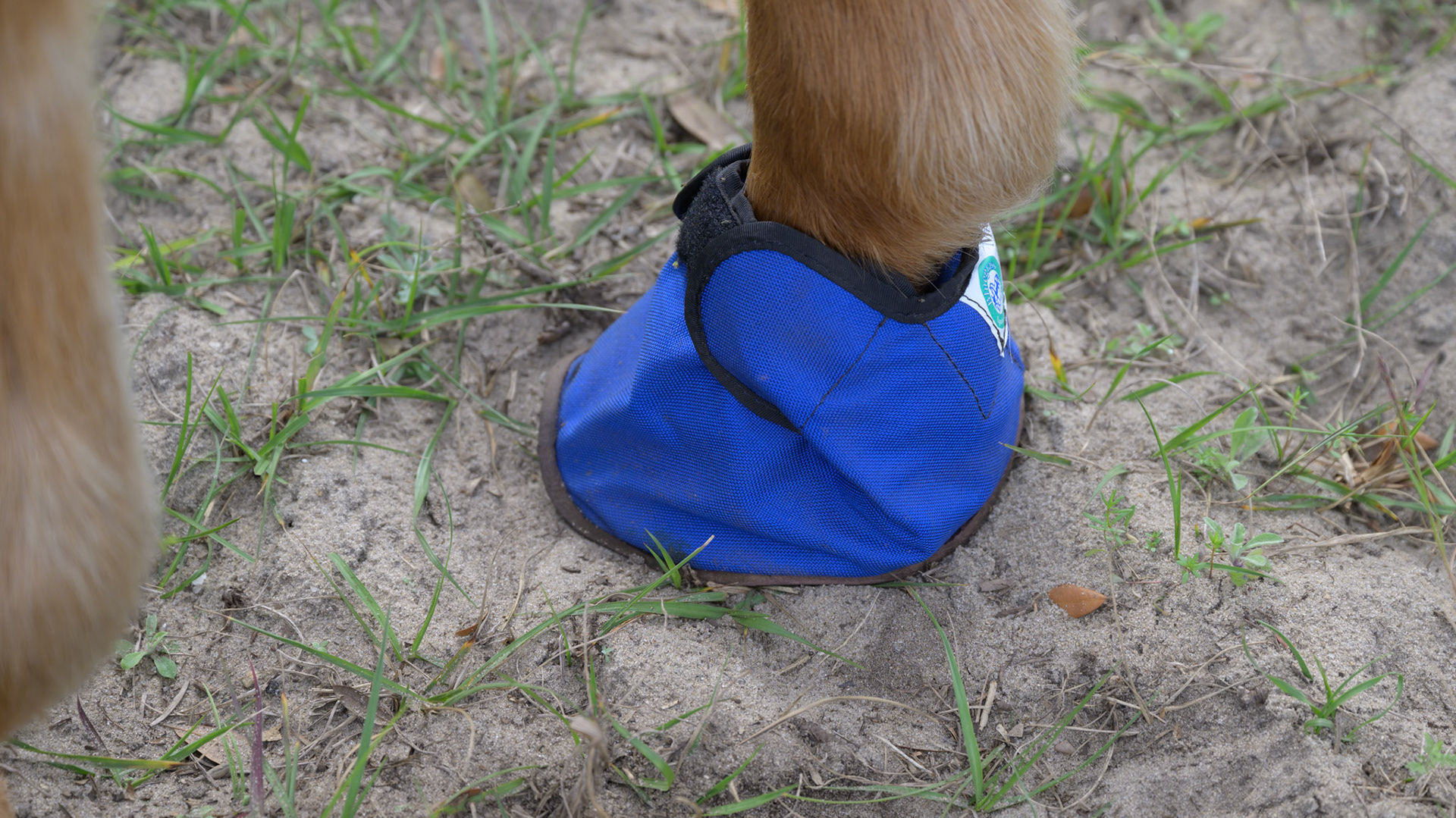 This is a chronic case of laminitis where the sole pad has thickened and hardened to protect the underlying coffin bone.  The hoof wall has thinned and eroded and no longer offers support. The hoof boot helps to protect the sole from further damage though he lives on sand.