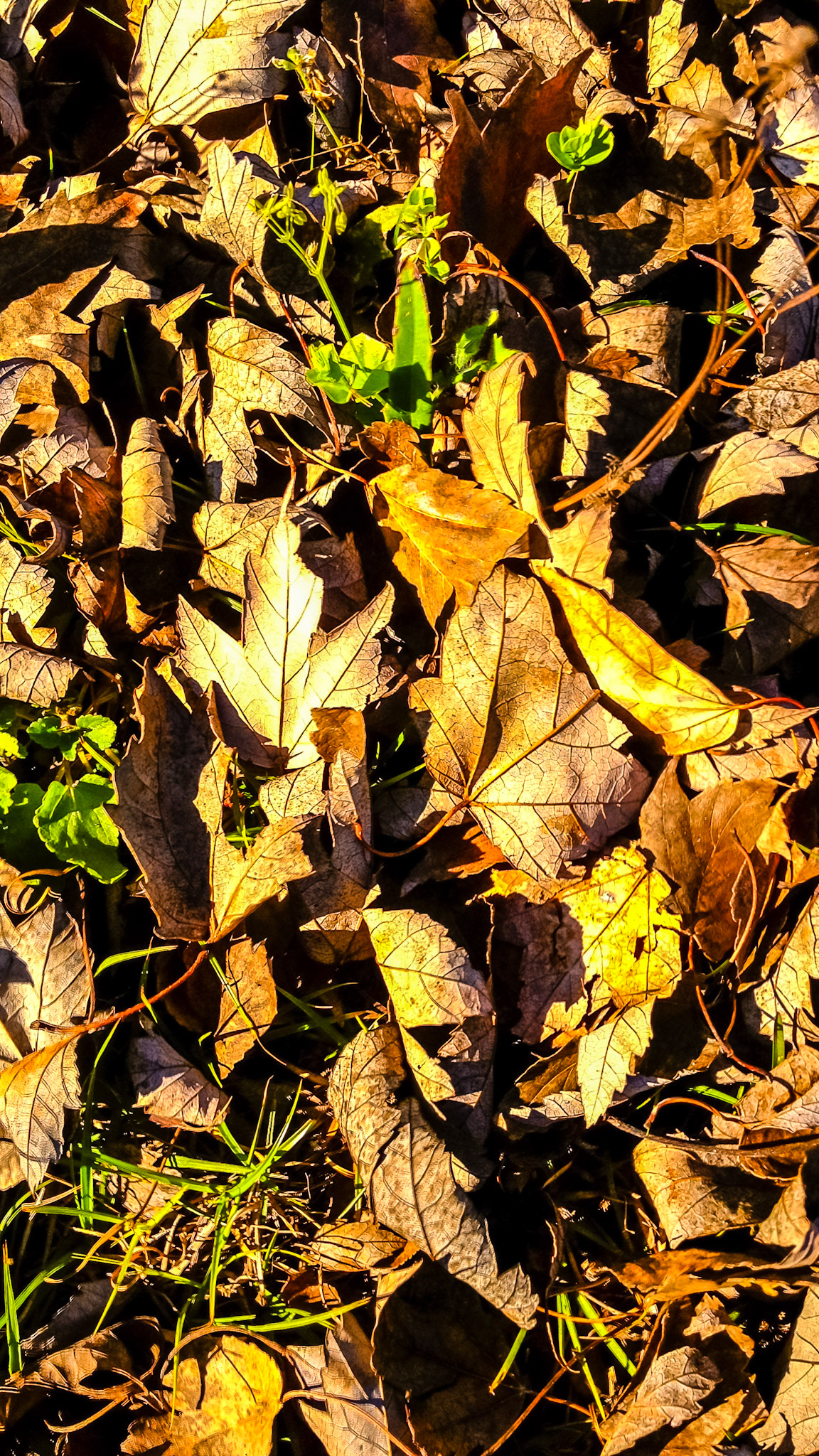 Red maple leaves on the ground in winter in south FL - these are not toxic.