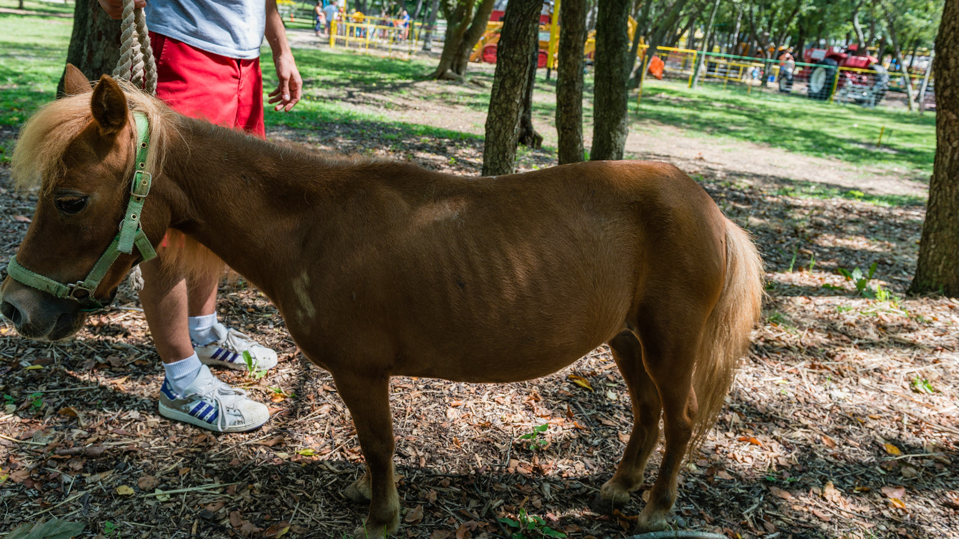 This mini has 107 and 207 deformed with medial deviation of about 45 degrees and axial rotation of about 45 degrees. The teeth sound hollow in this 19 year old but are otherwise healthy. The owner called with weight loss associated with sudden inability to chew food. Everything either dropped or were quids. water soaked senior feed was OK. The only abnormality found was feed packed in the diastema between 207/208. The pony immediately went to eating again once the foreign packed food was removed.  BCS 4 = Moderately Thin - Spine ridge and rib outline are visible. The tail head may be visible.