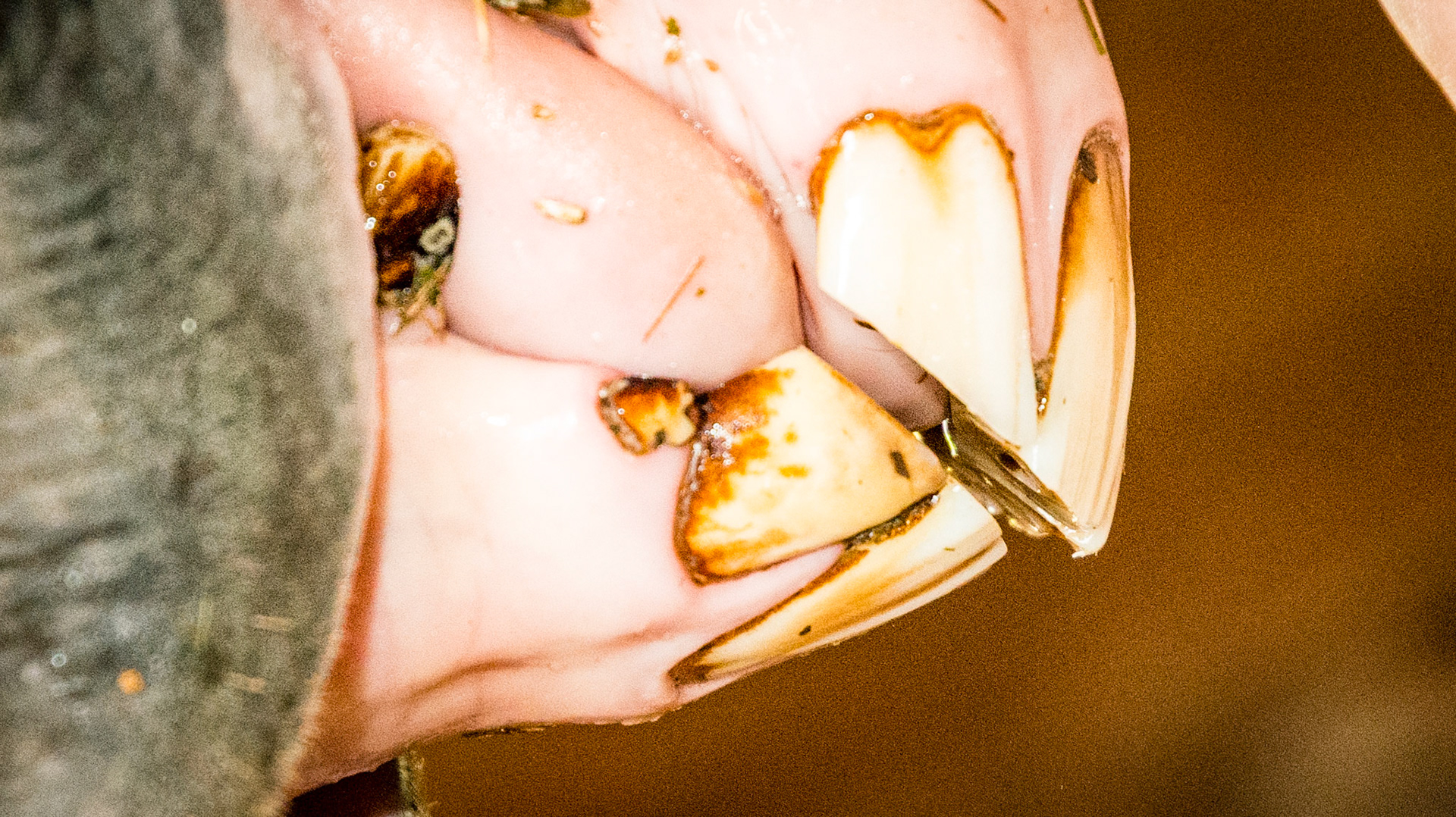 Incisor cap remnant horse 5 -  3/28/2000 = 13yr 3mo - Cap remnant next to 403