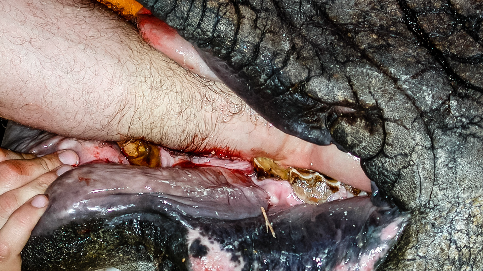 A rhinoceros I have worked on.