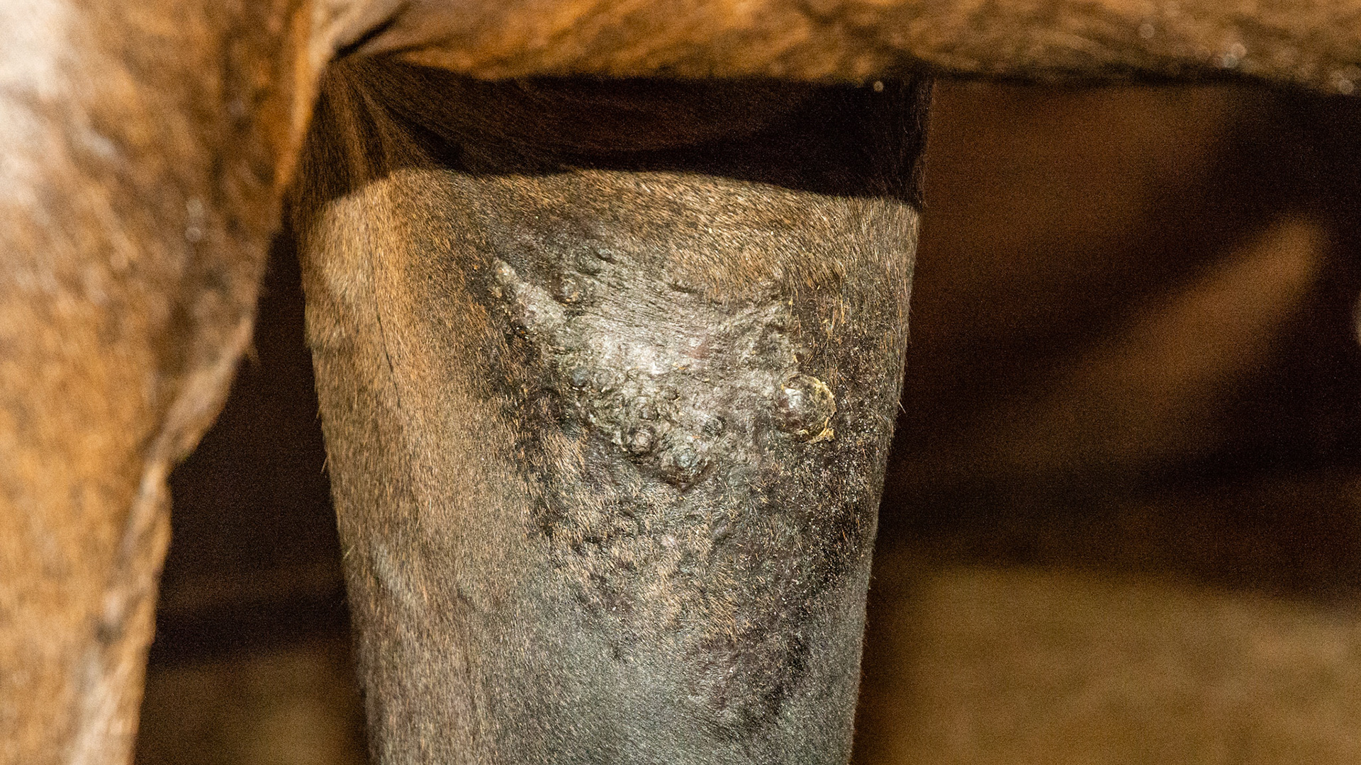 Skin lesion of unknown etiology that worsens in winter