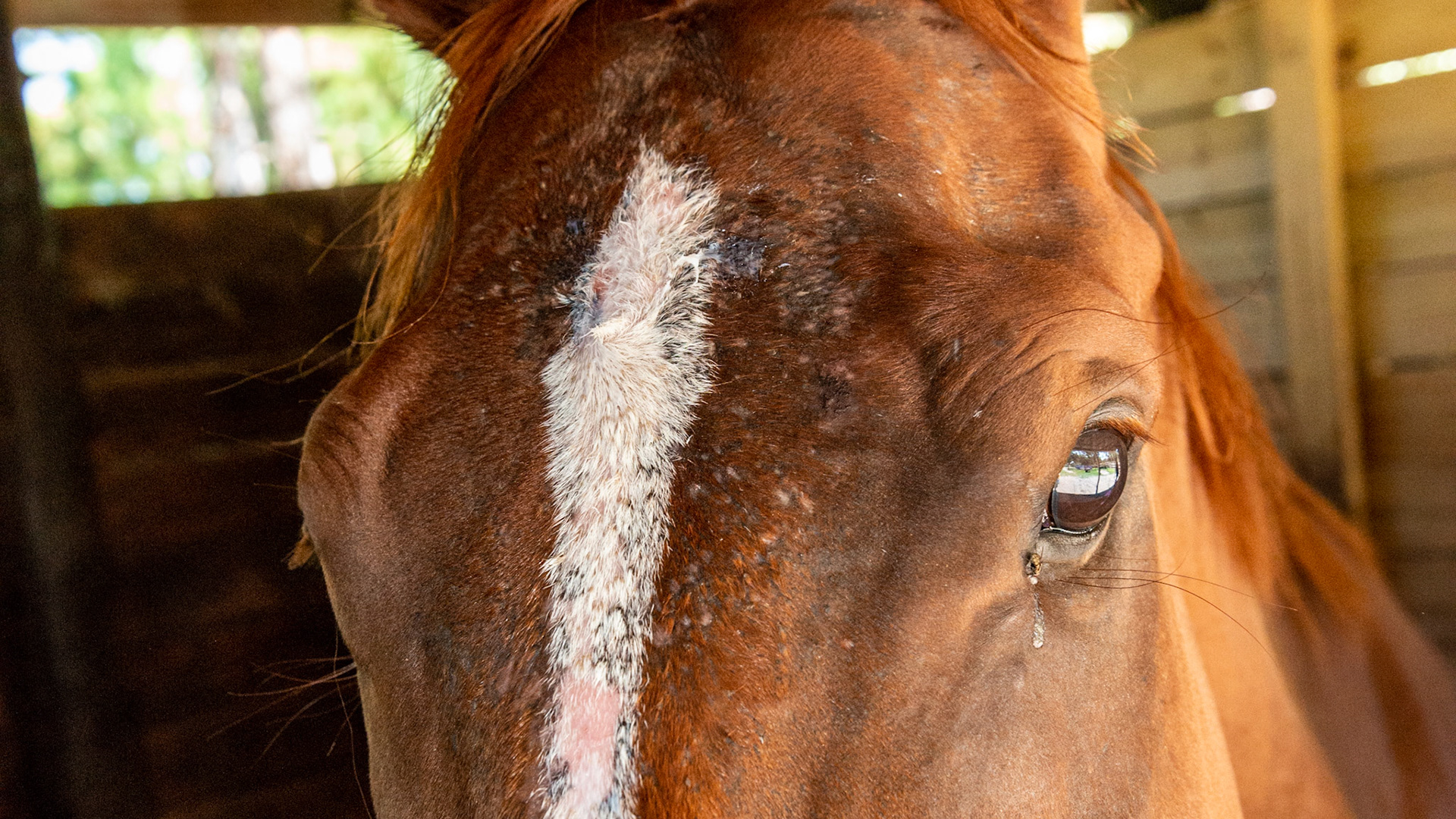 Scabs and hair loss on the face from rain rot.