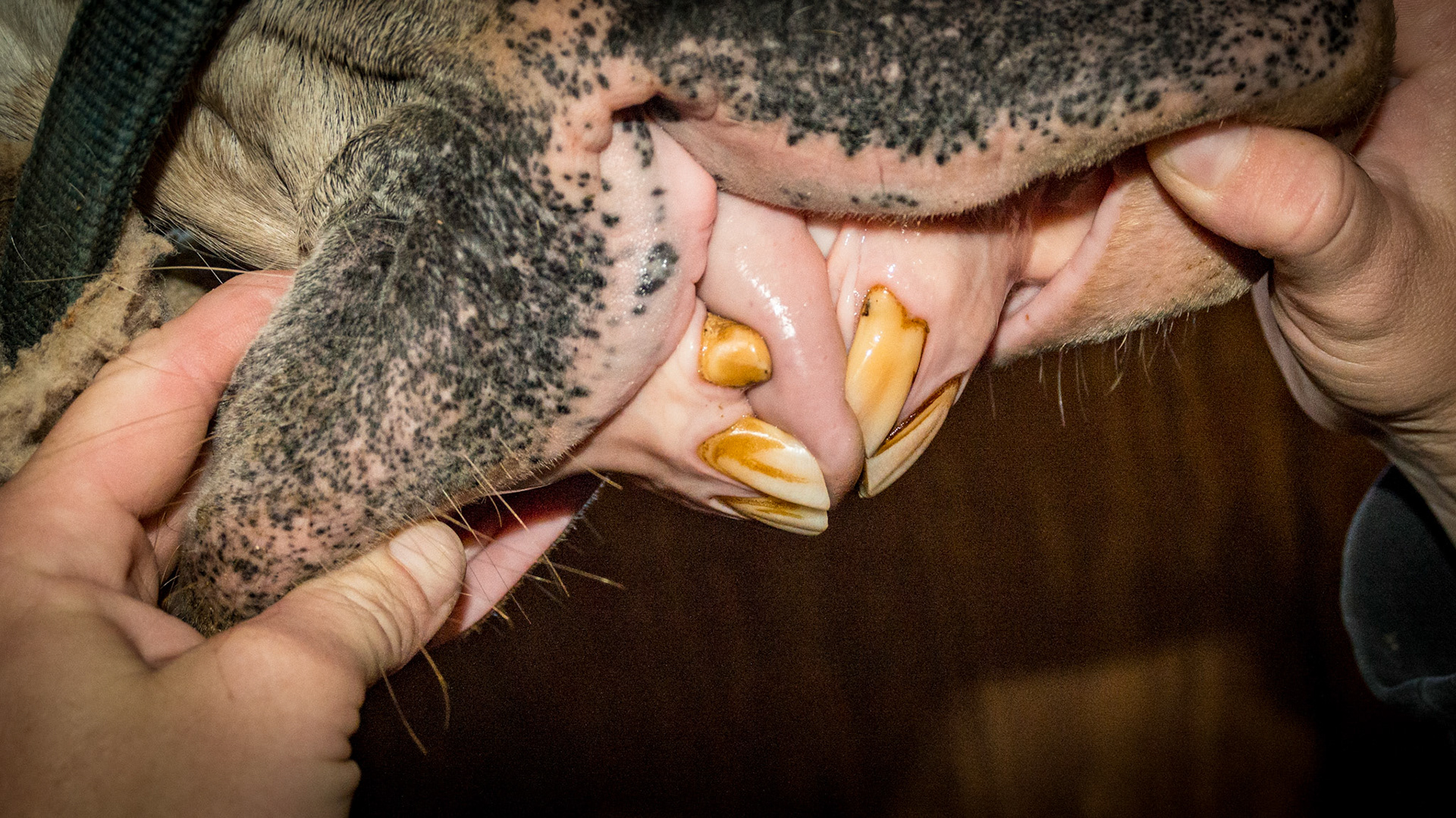 4/15/1991 = 22yr Lipizaner G - Horse D with relaxed incisors in a natural position