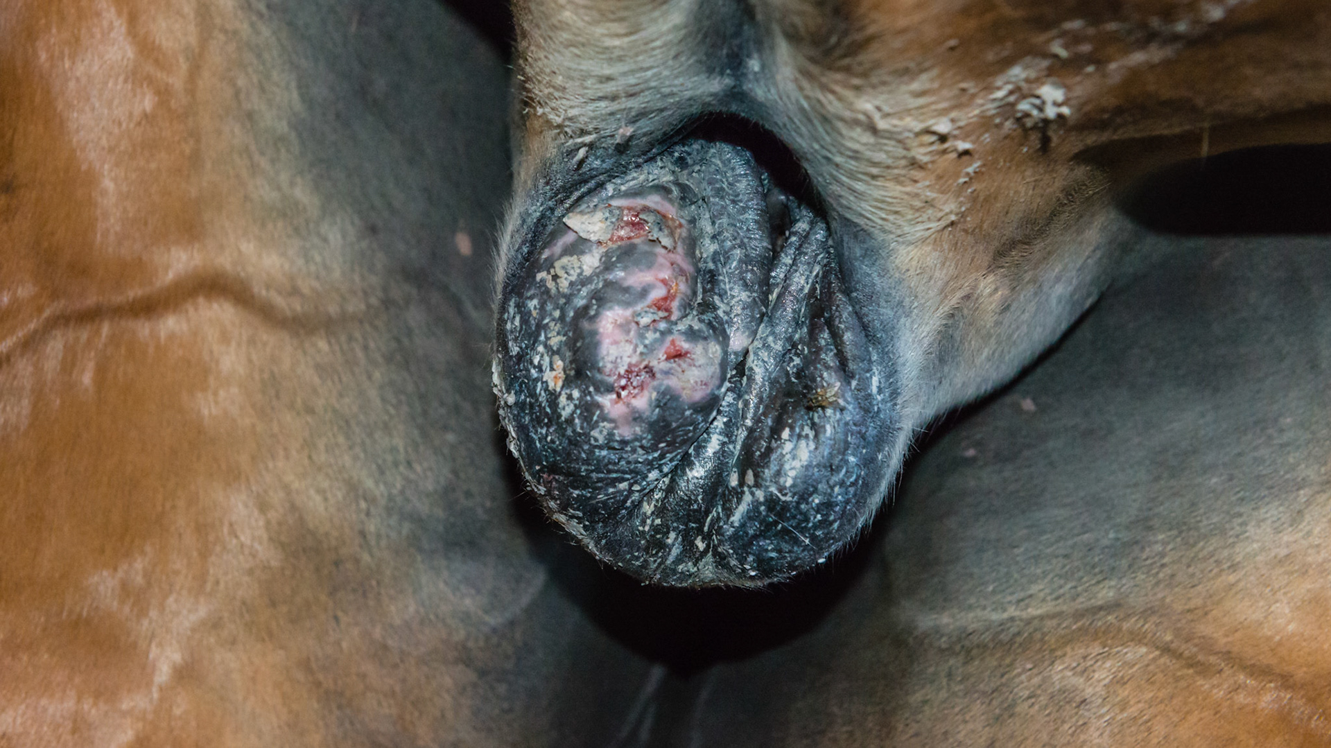 This sheath developed these lesions in April in Florida and are about 4 weeks old.  They are being treated with an ointment from a vet clinic with no ingrediants listed.  It is slowly improving.  Deworming has been done every 6 months with the last deworming 6 months ago.  I suggested deworming once a week for 3 weeks and to keep this habronimiasis lesion clean.