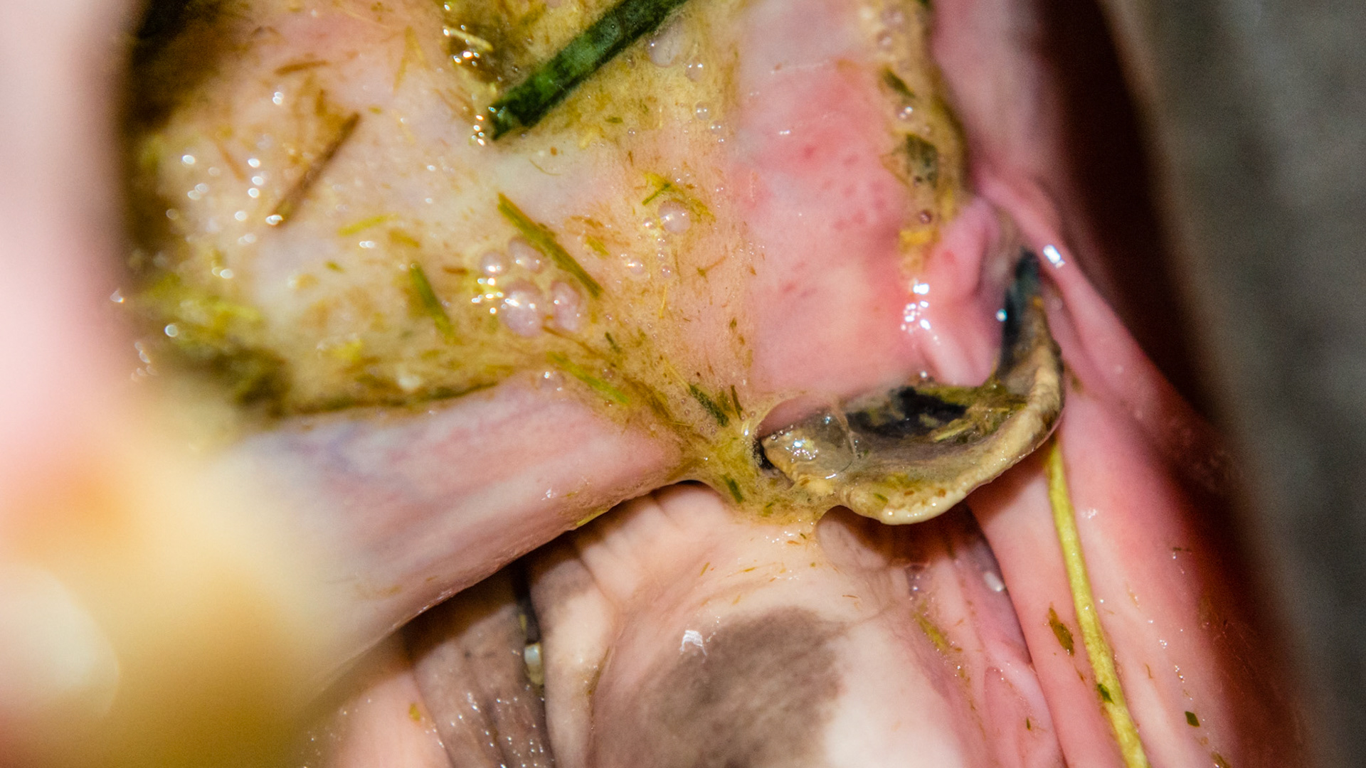 Staple -Tarter encrusted foreign object on the base of the tongue. The piece of tarter was the size of a guitar pick and just as thin. It was an incidental finding on a routine float.  The owner had not noticed any difficulty in chewing or riding.