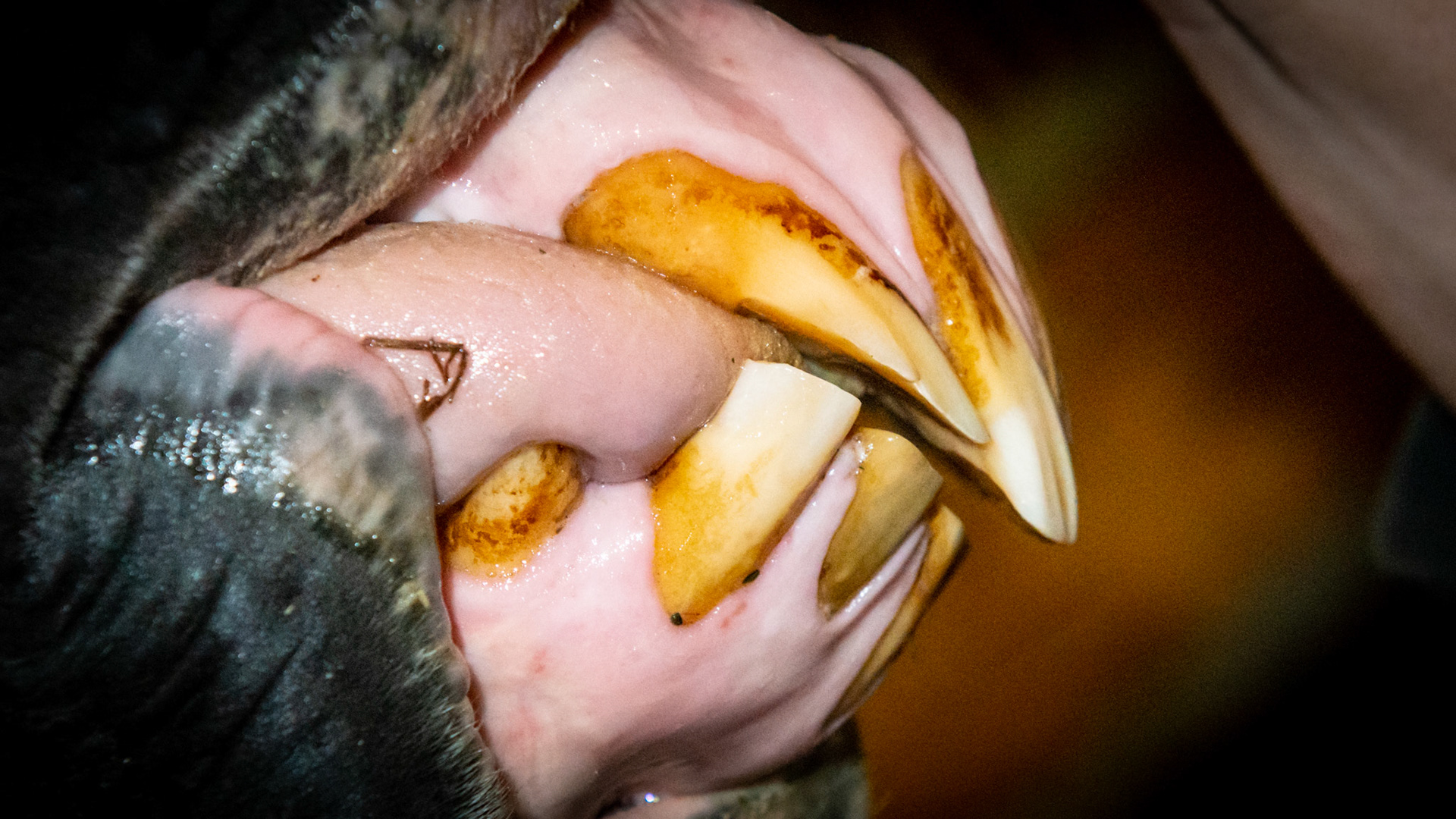 Abnormal wearing of the incisors including receding gums on the upper 3's. My speculation is that the tongue has done all of this in this horse in his late 20's. In addition the receding gum line may be early stages of EOTRH.