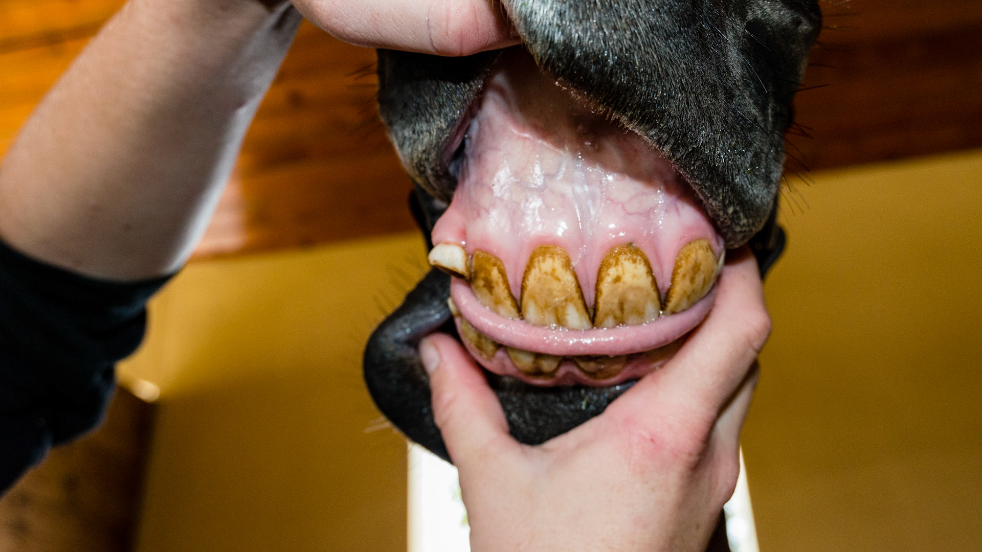 Horse A - Retained 53 displaced labially