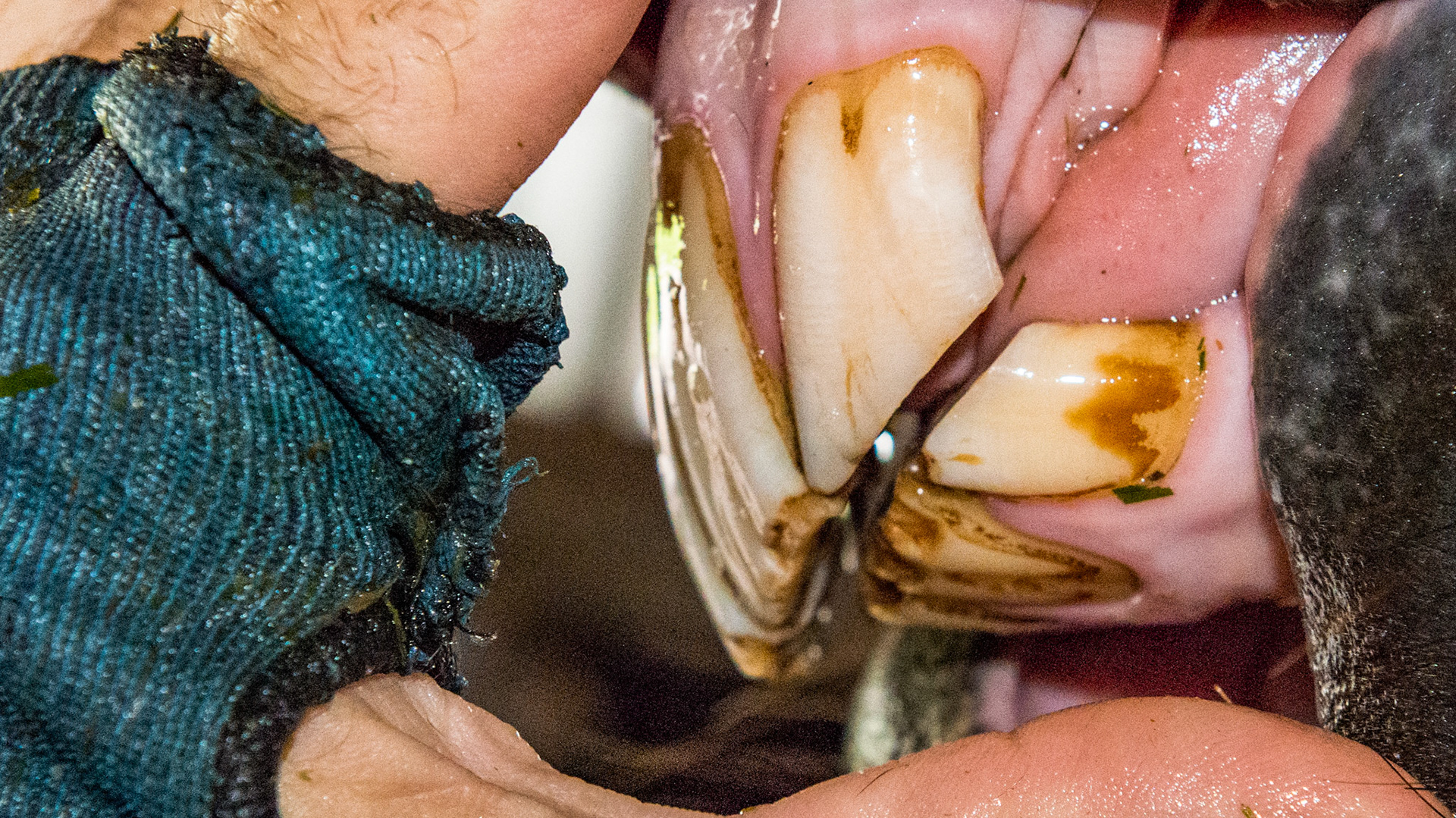 Horse C - Overbite with no hook foration on the cheek teeth