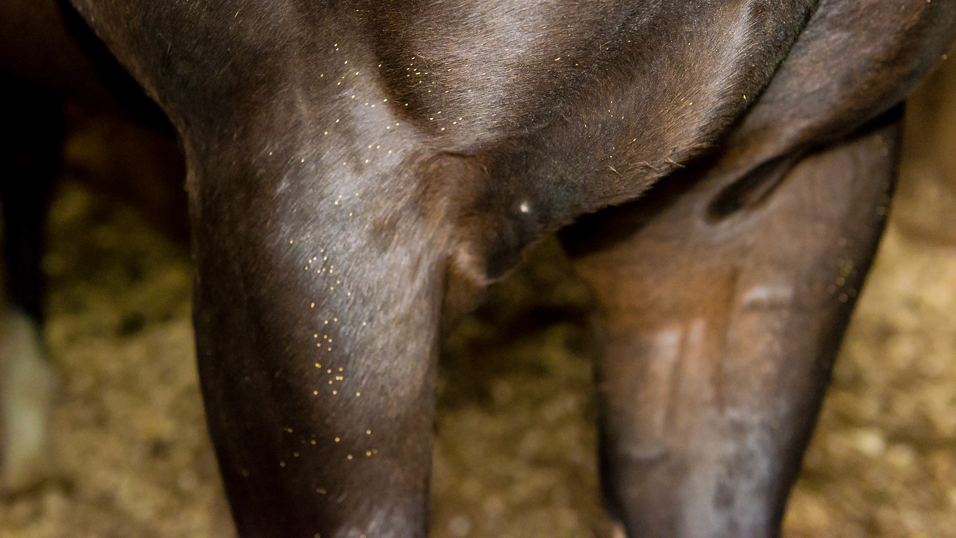 Bot eggs on the upper forearm and chest.